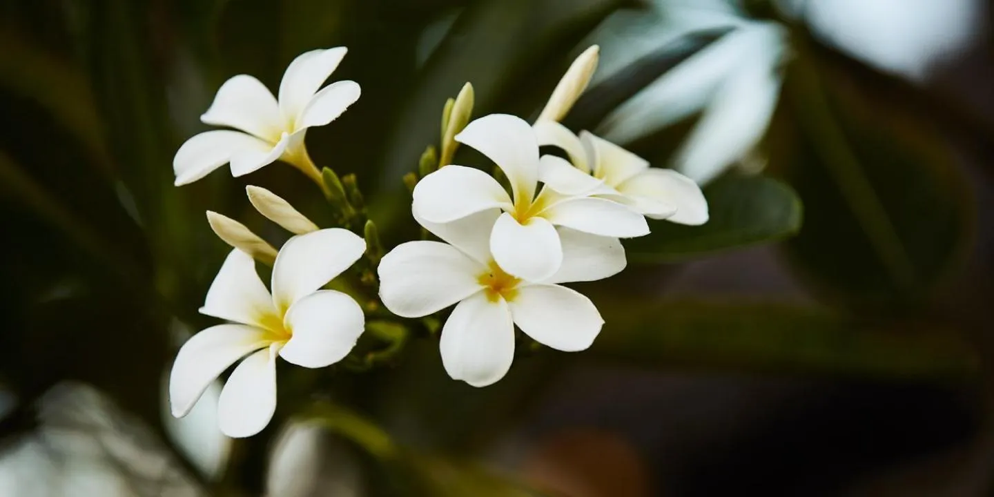 Pearl Beach Resort Gili Asahan