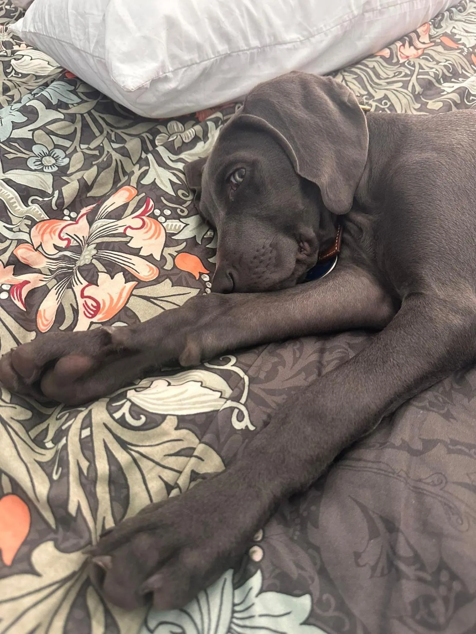 Bed in Manor Inn Galmpton