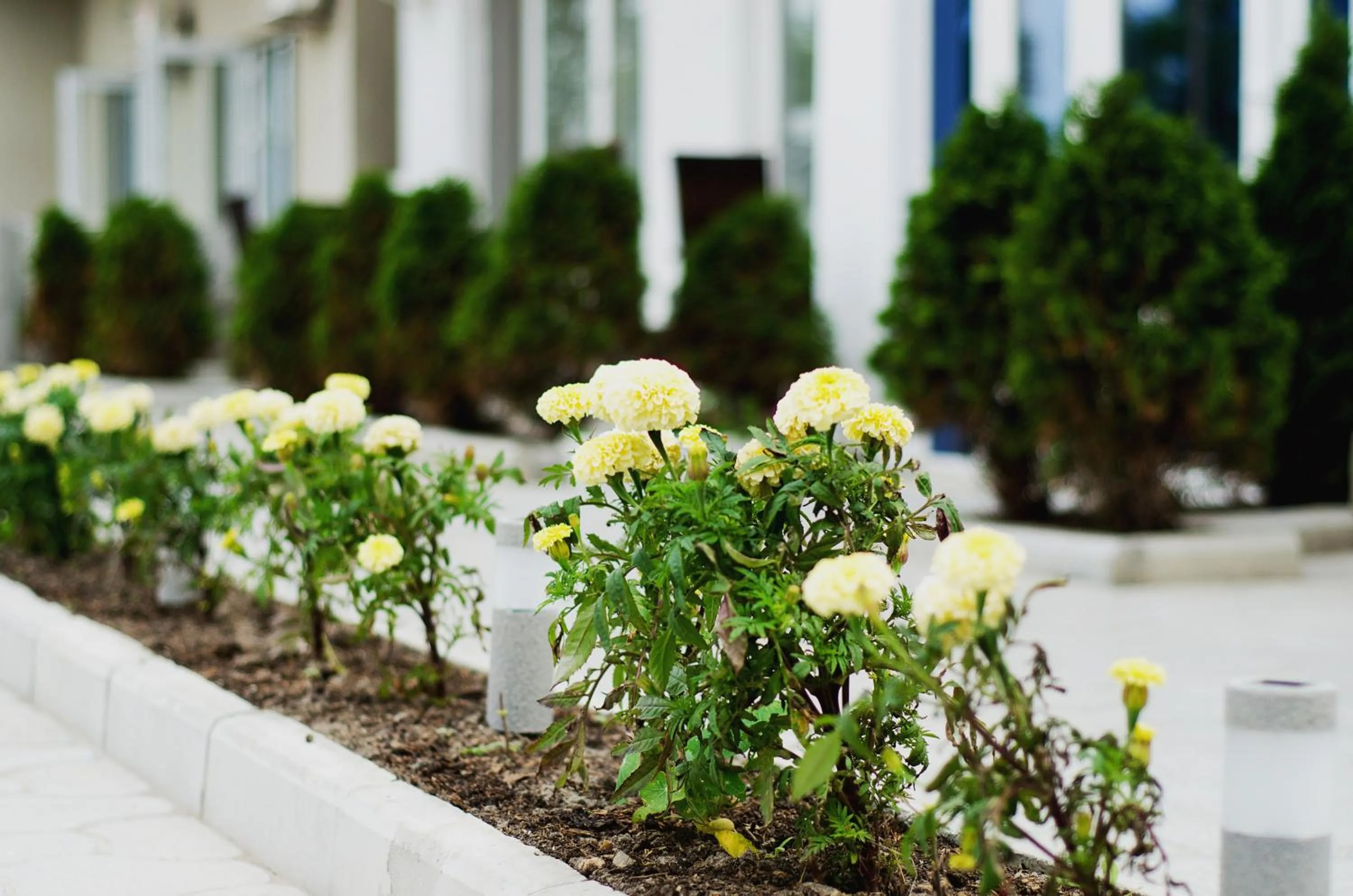 Garden in VIP Hotel
