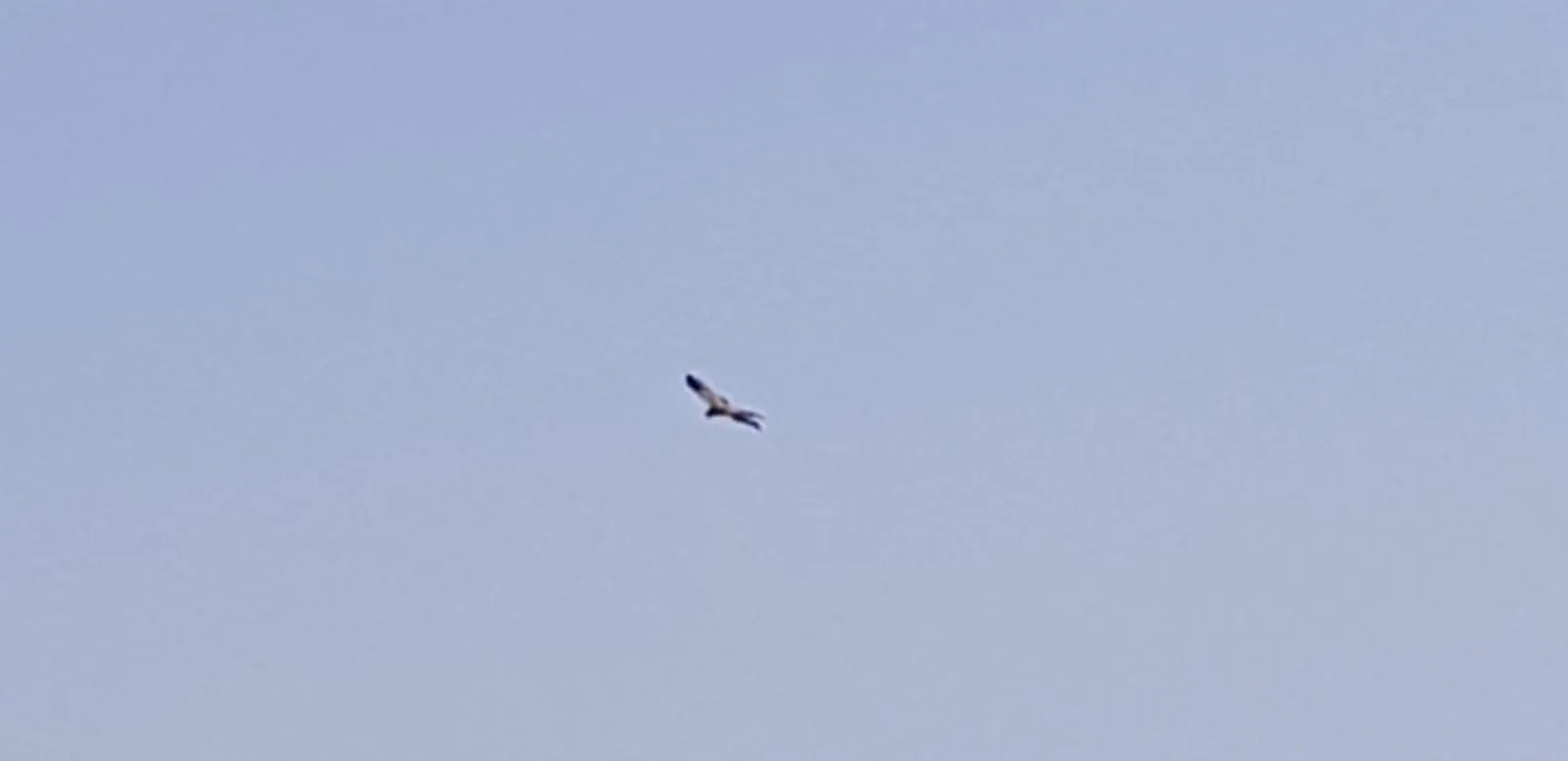 Animals in Bell Park Self Catering