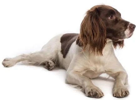 Pets in Clock House B&B