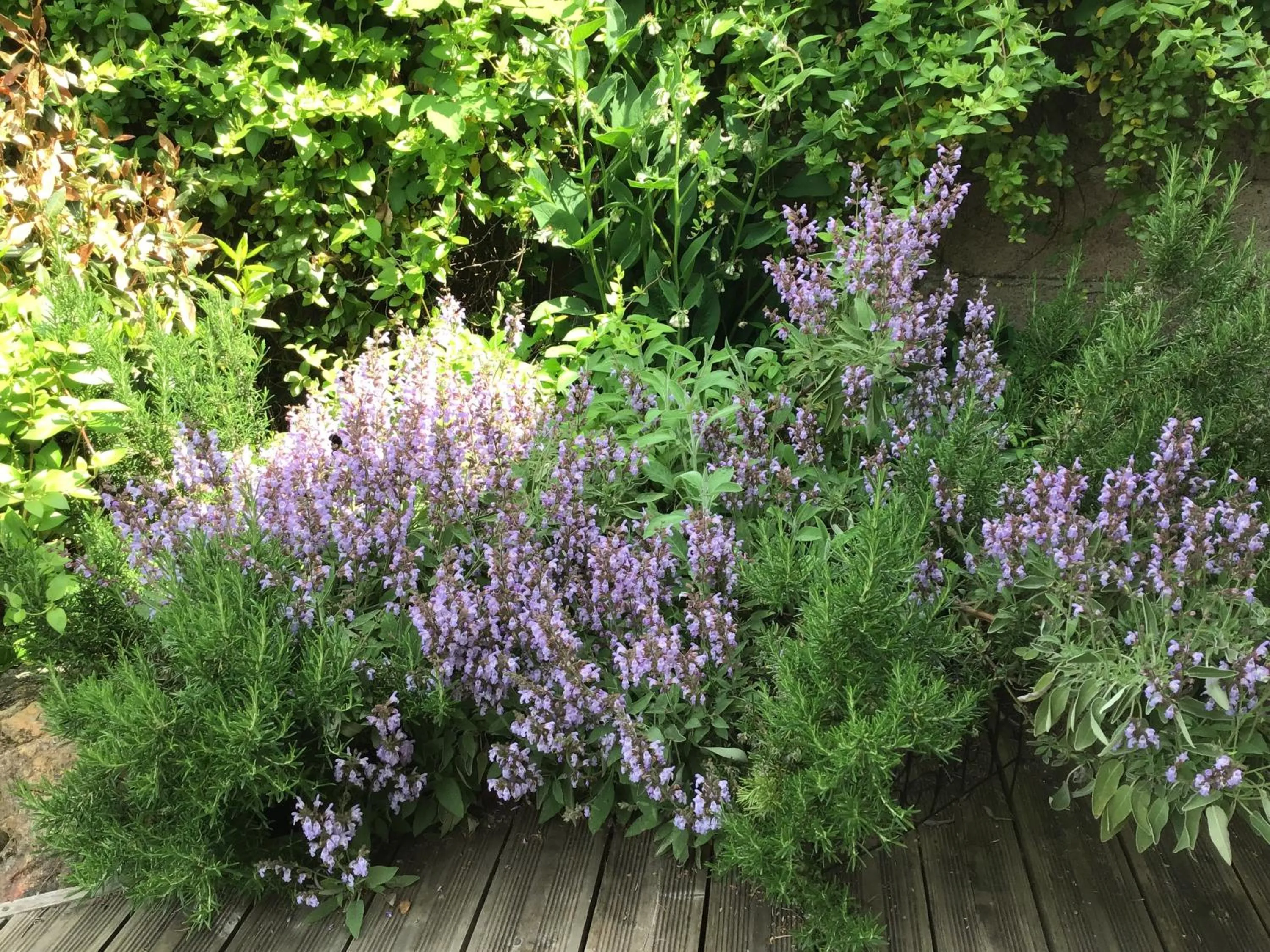 Garden in Le Domaine