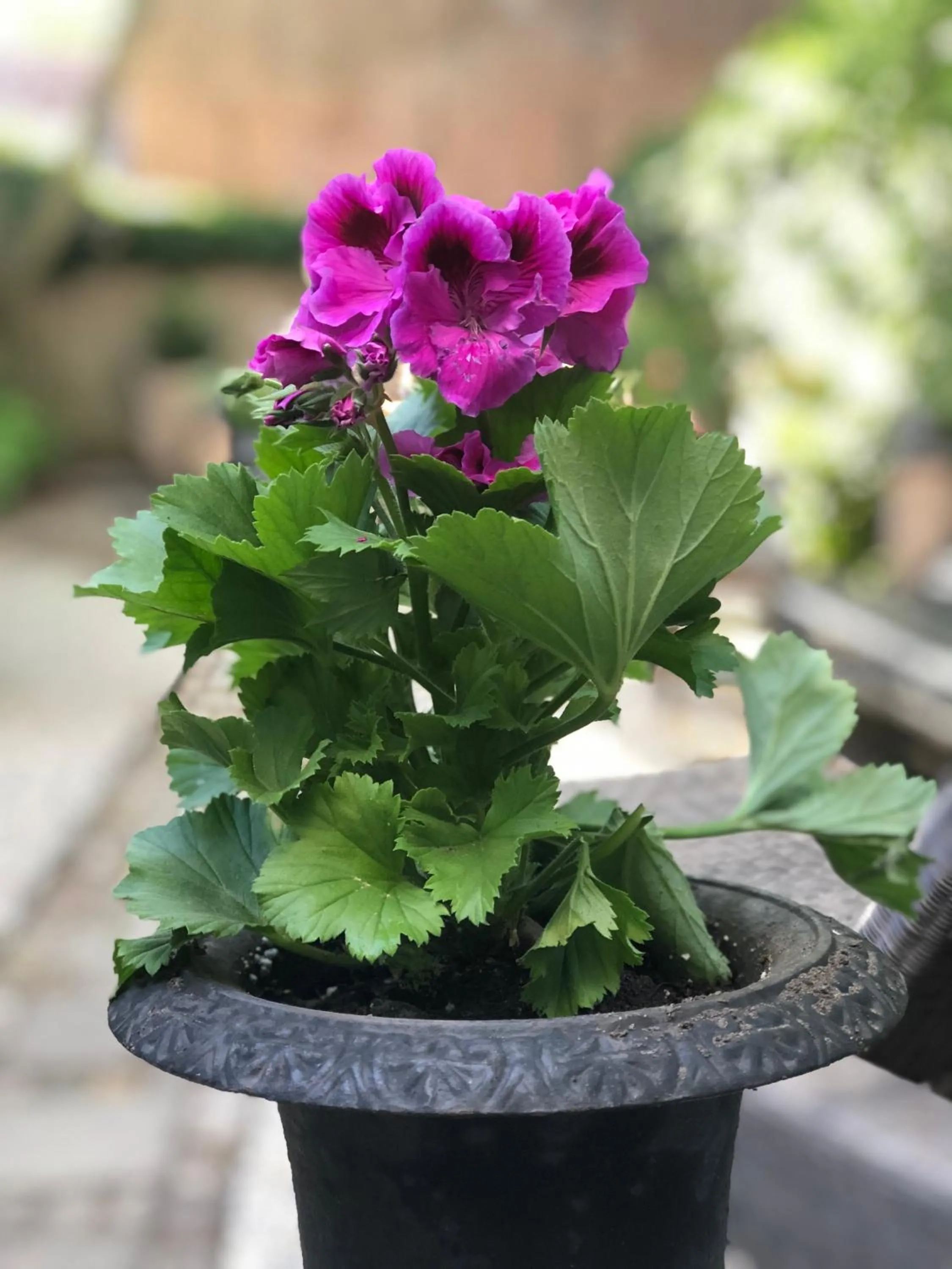 B&B Montancourt-Middelburg