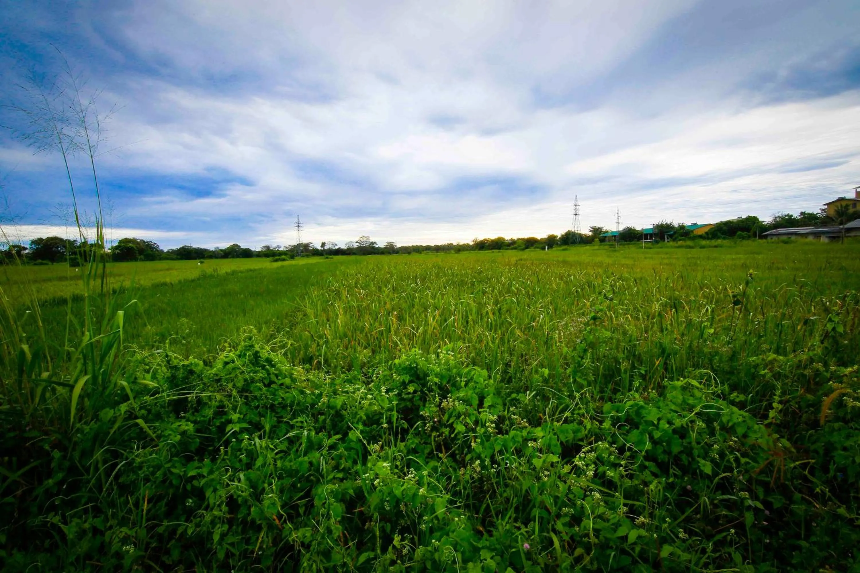 Natural landscape in Elephas Resort & Spa