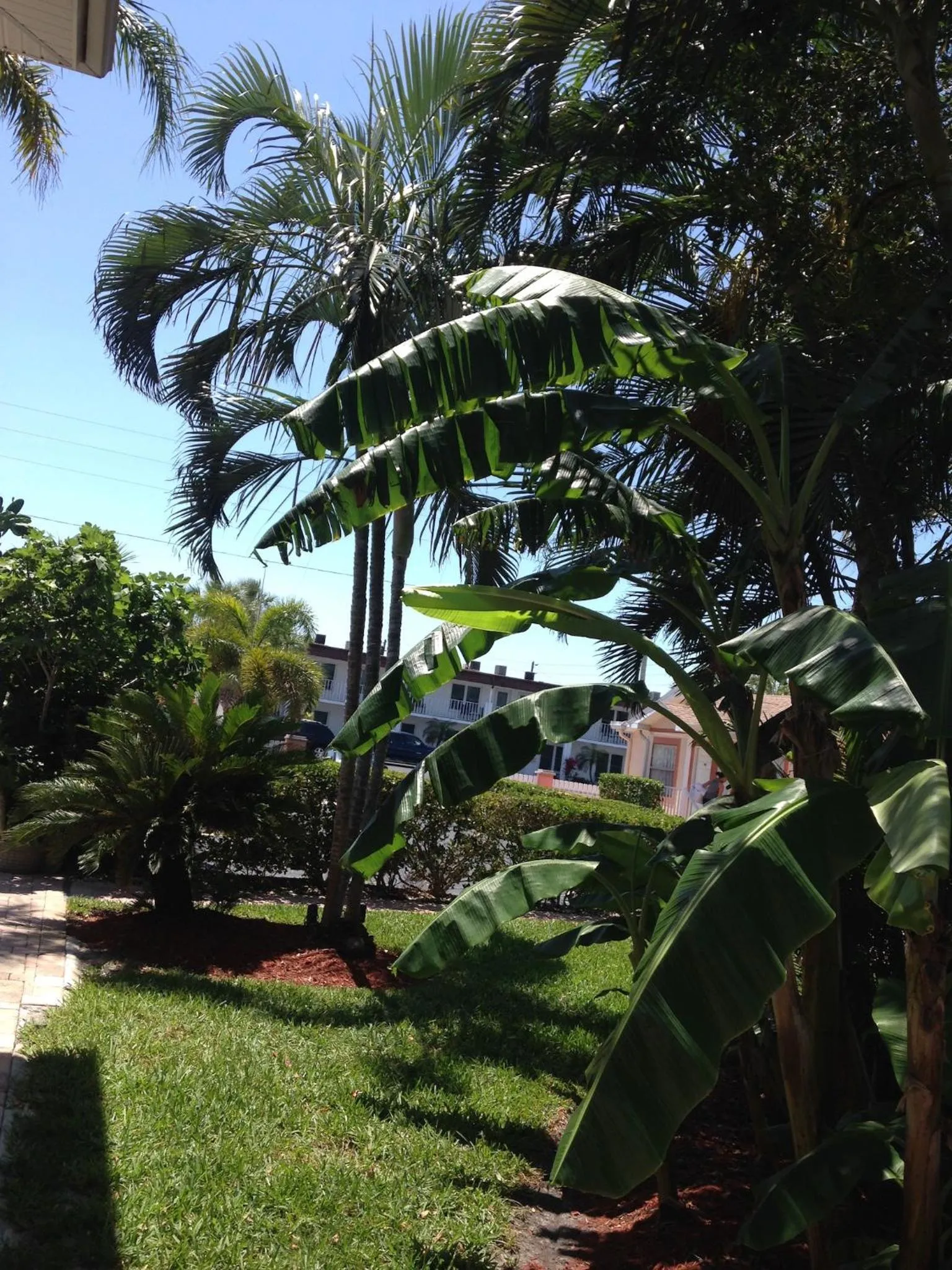 Carlton House Motel and Suites