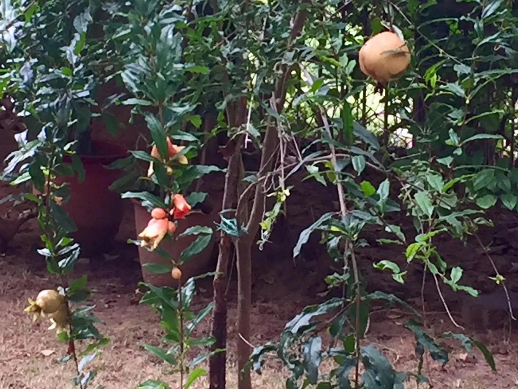 Garden in Barwara Kothi