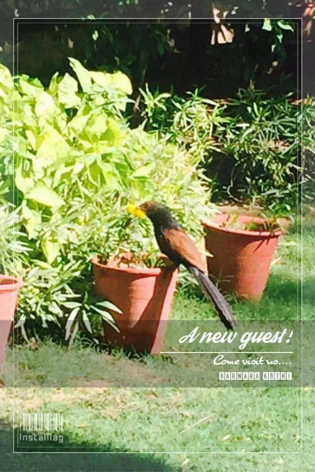 Garden in Barwara Kothi