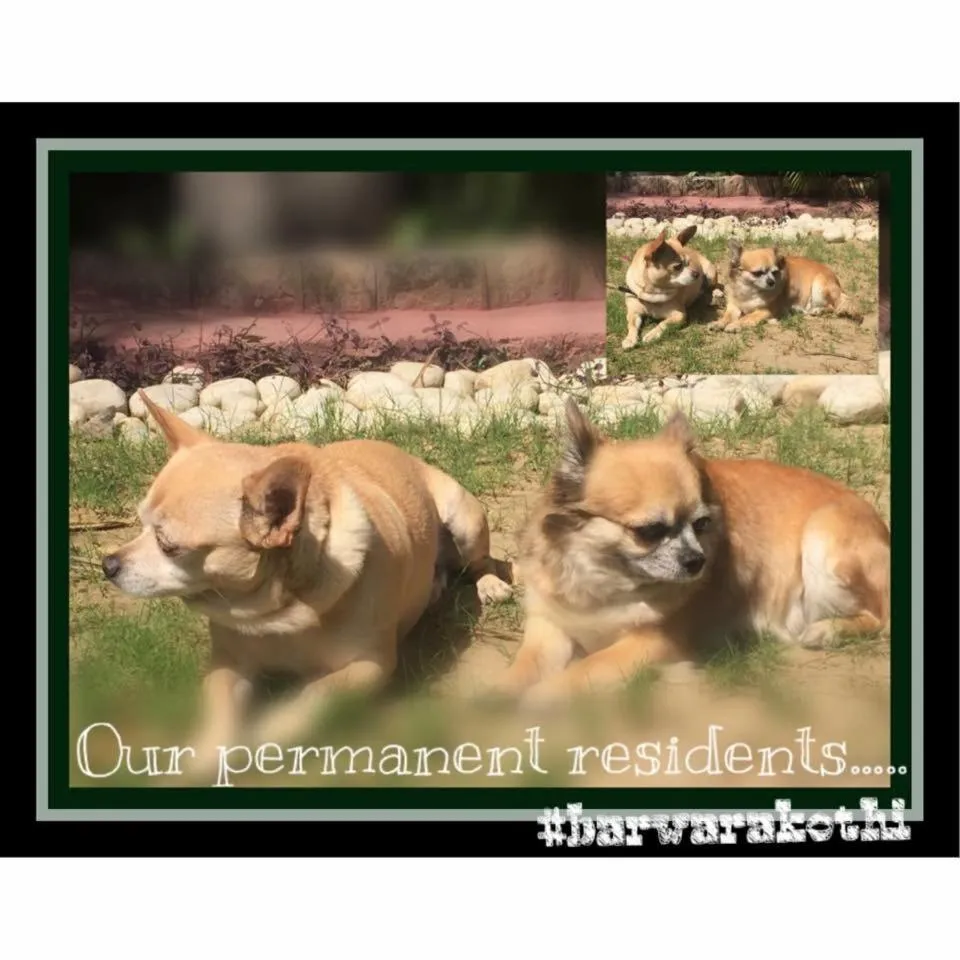 Pets in Barwara Kothi