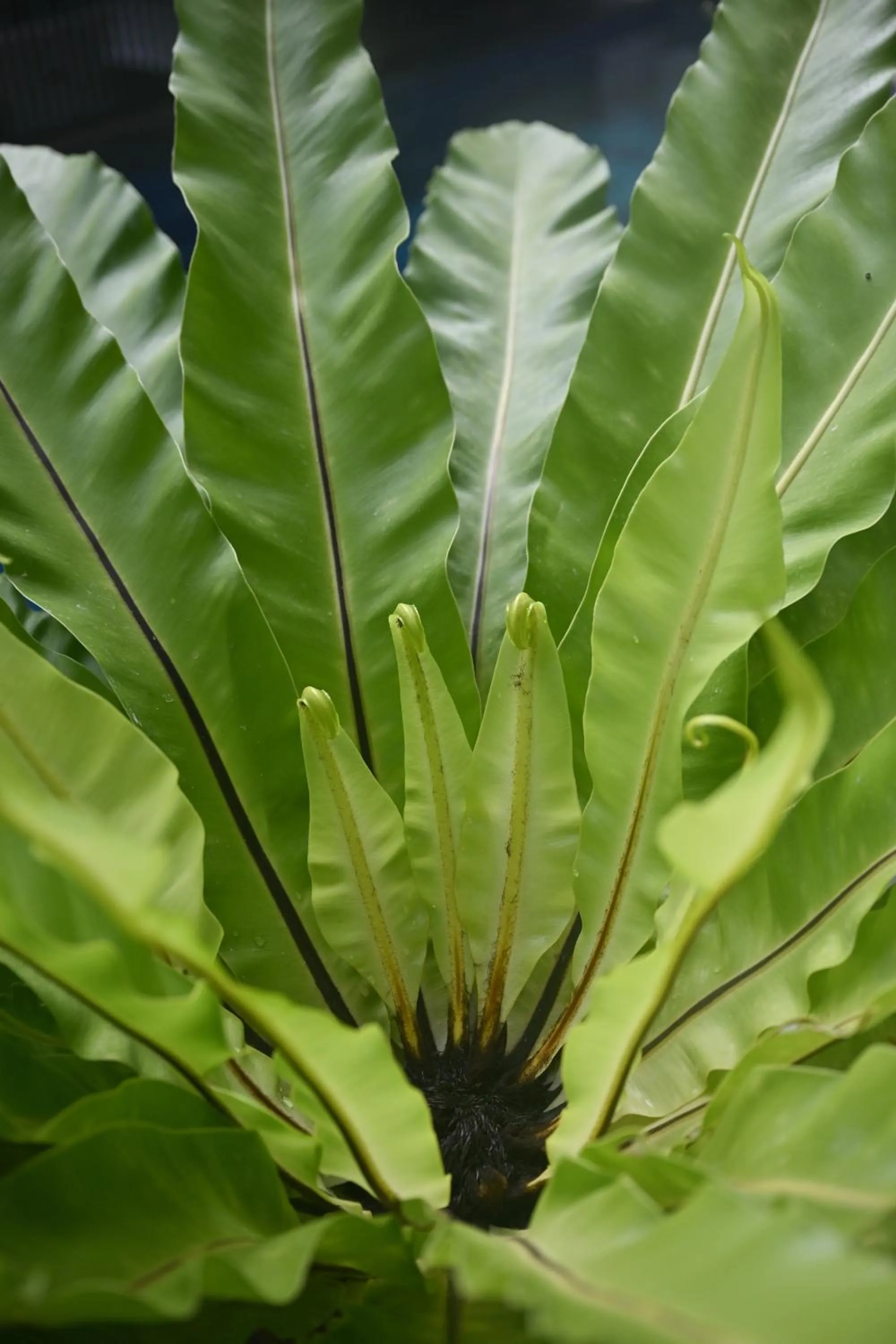 Garden in Sivana Place Phuket