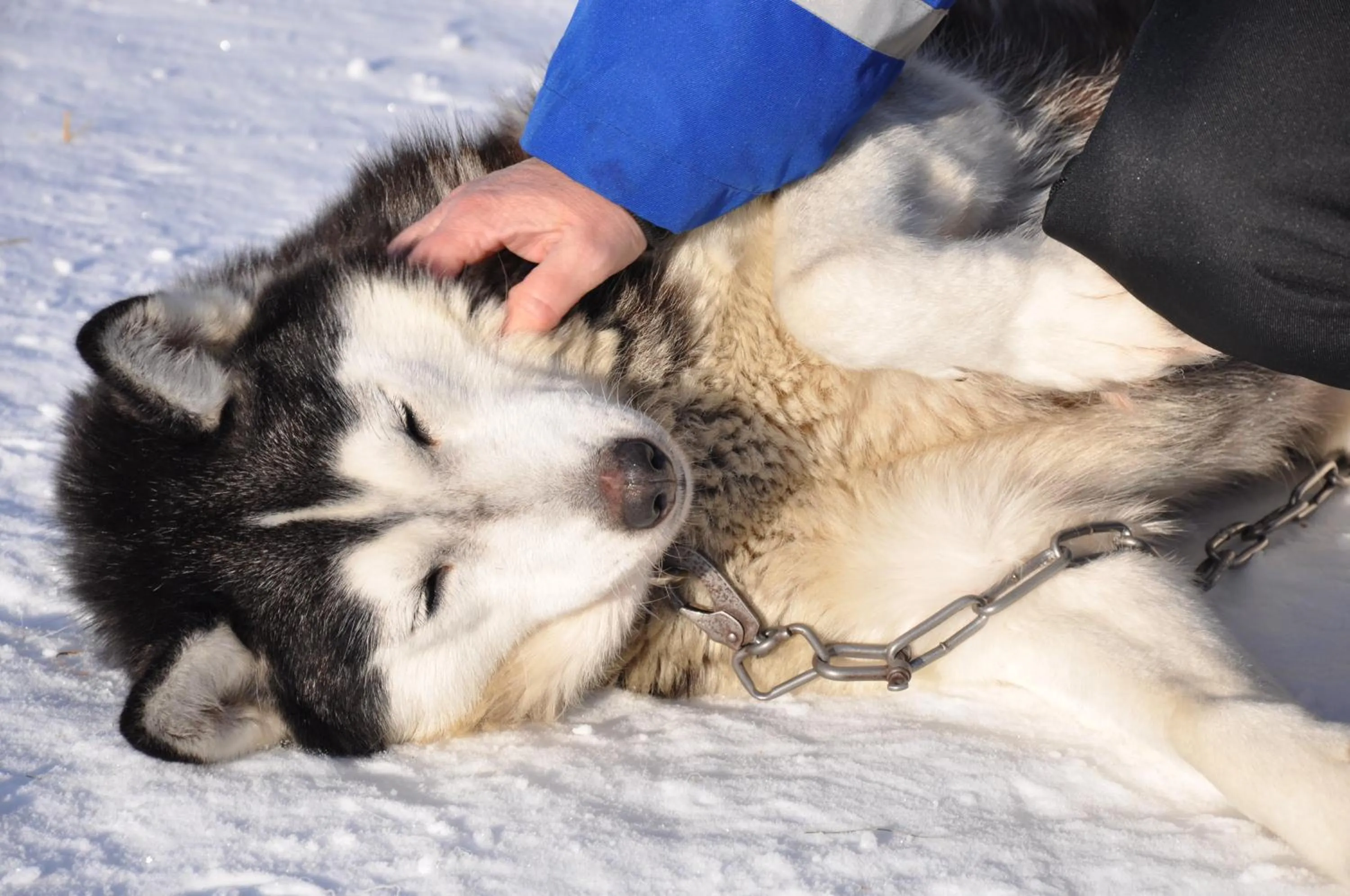 Isokenkäisten Klubi - Wilderness Lodge