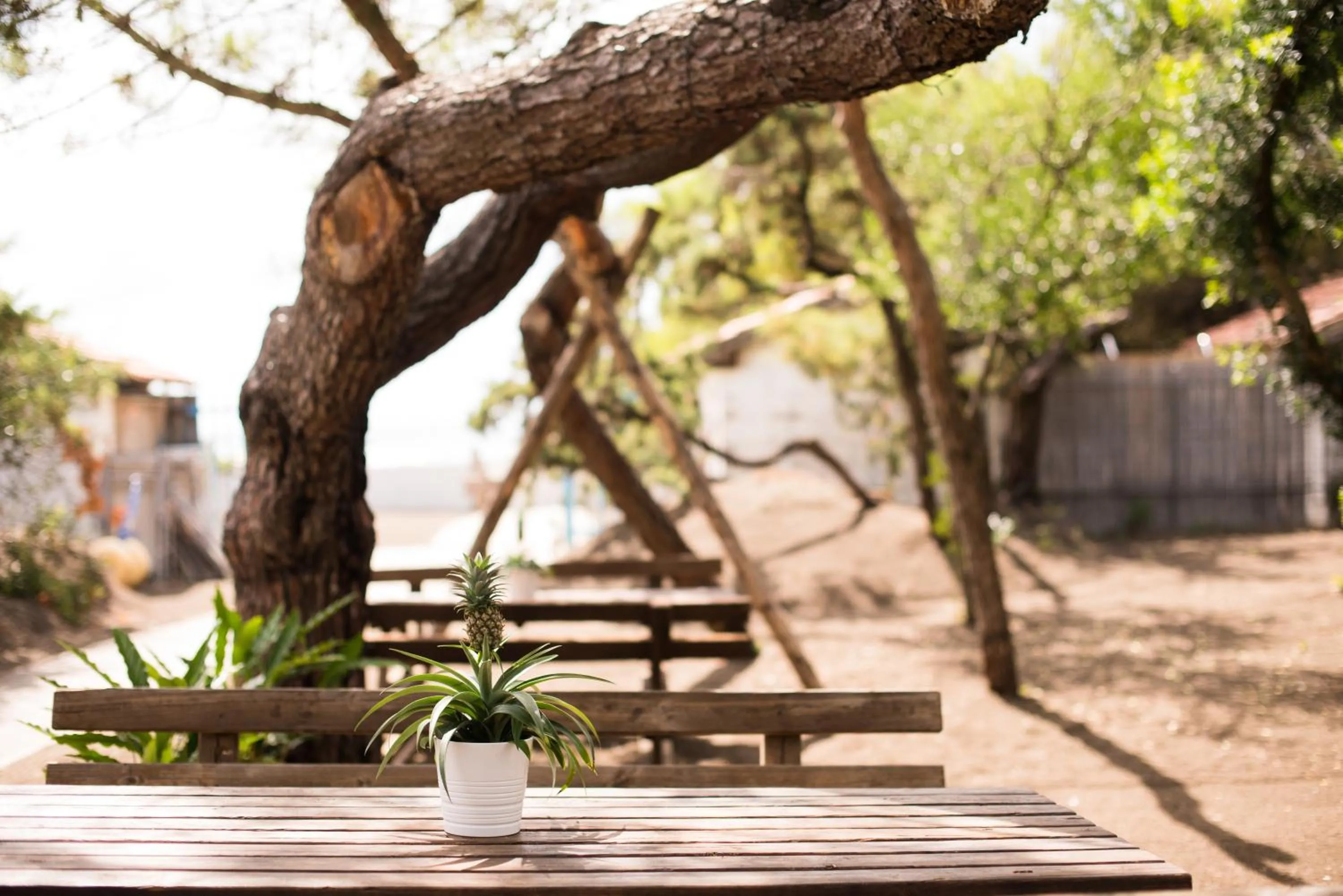 Natural landscape in CSA Hotel Beach & Park