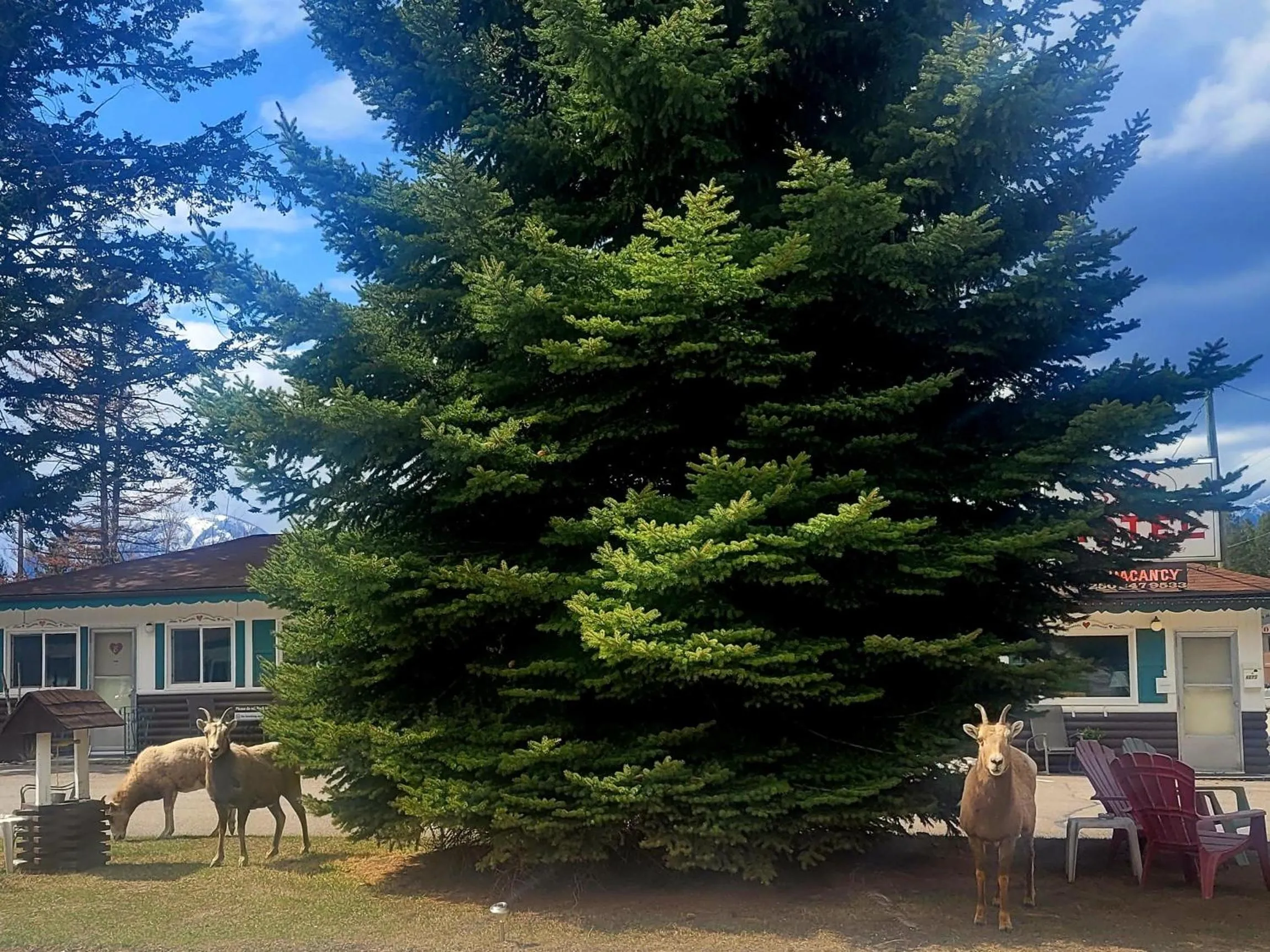 View (from property/room) in Lido Motel