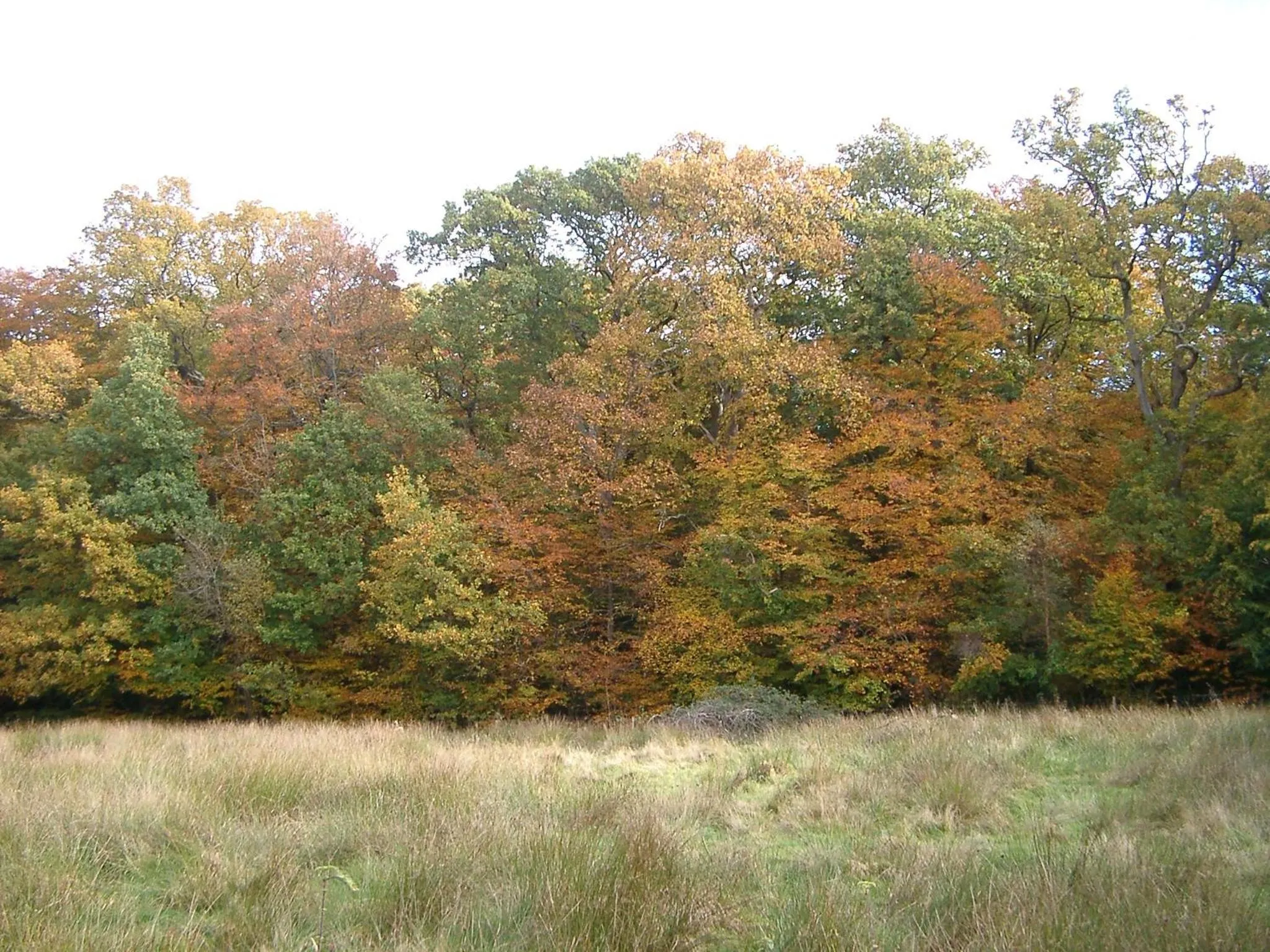Natural Landscape in Clayhill House Bed & Breakfast