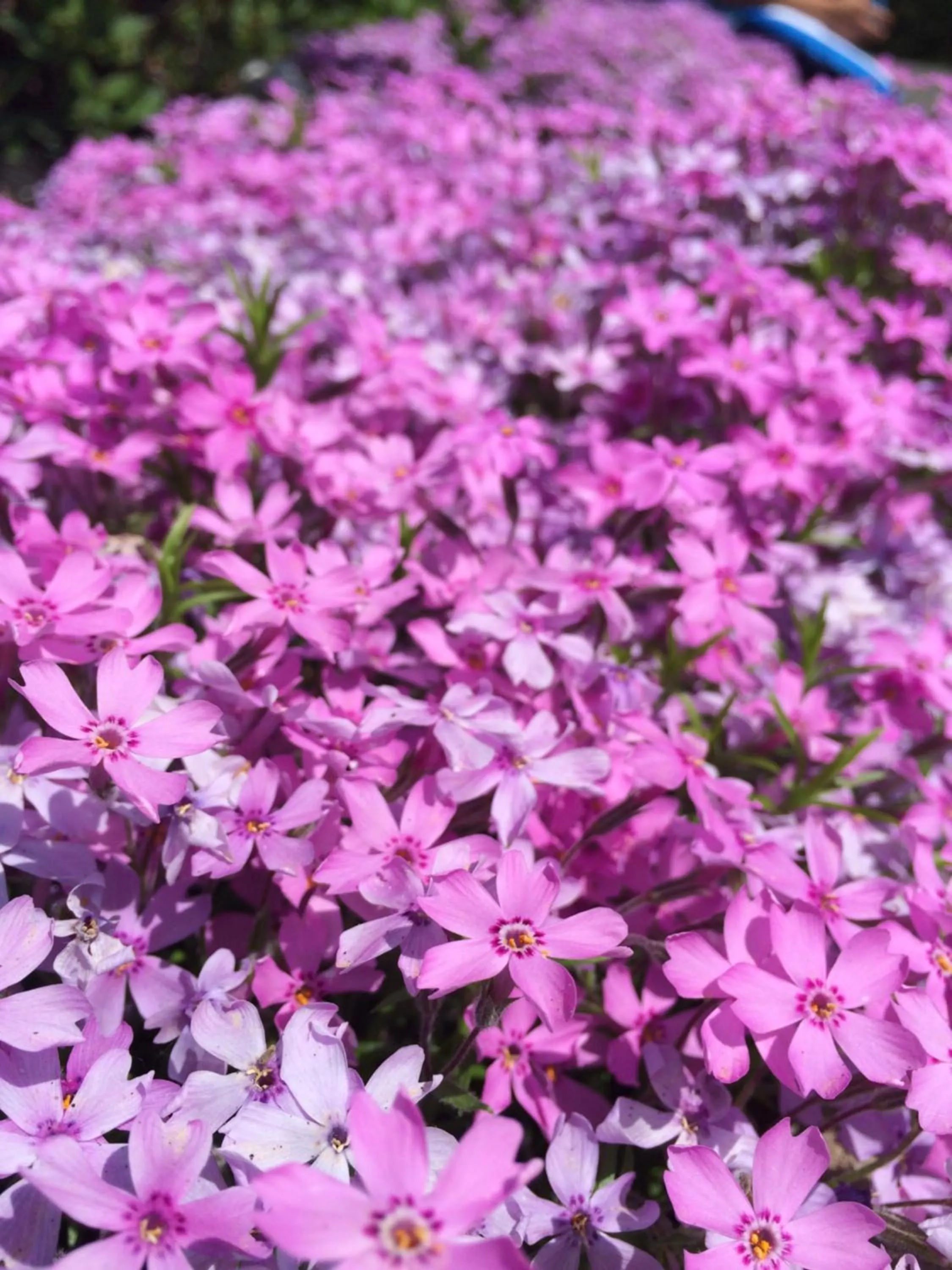 Garden in Northeaster Motel