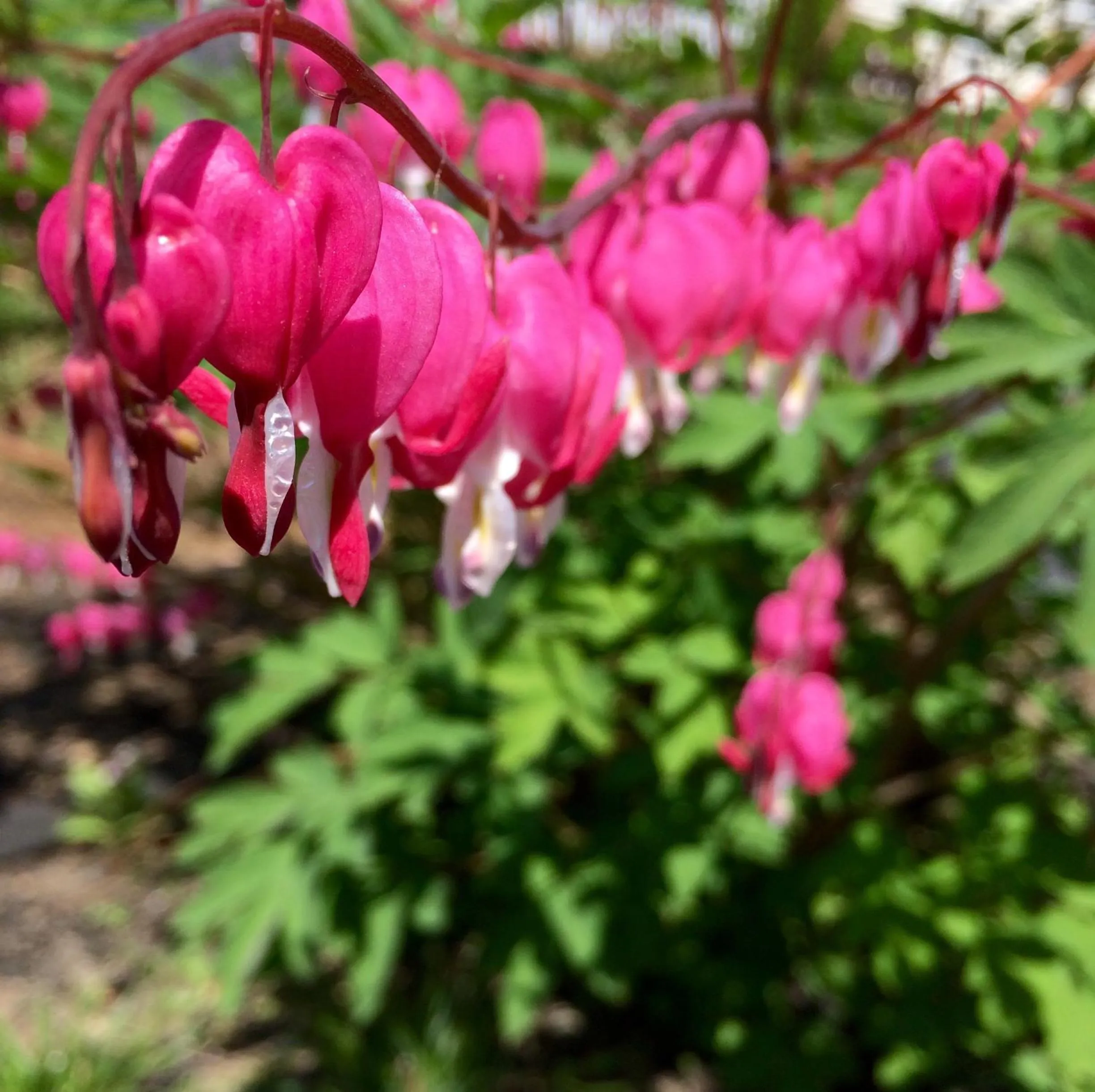 Garden in Northeaster Motel