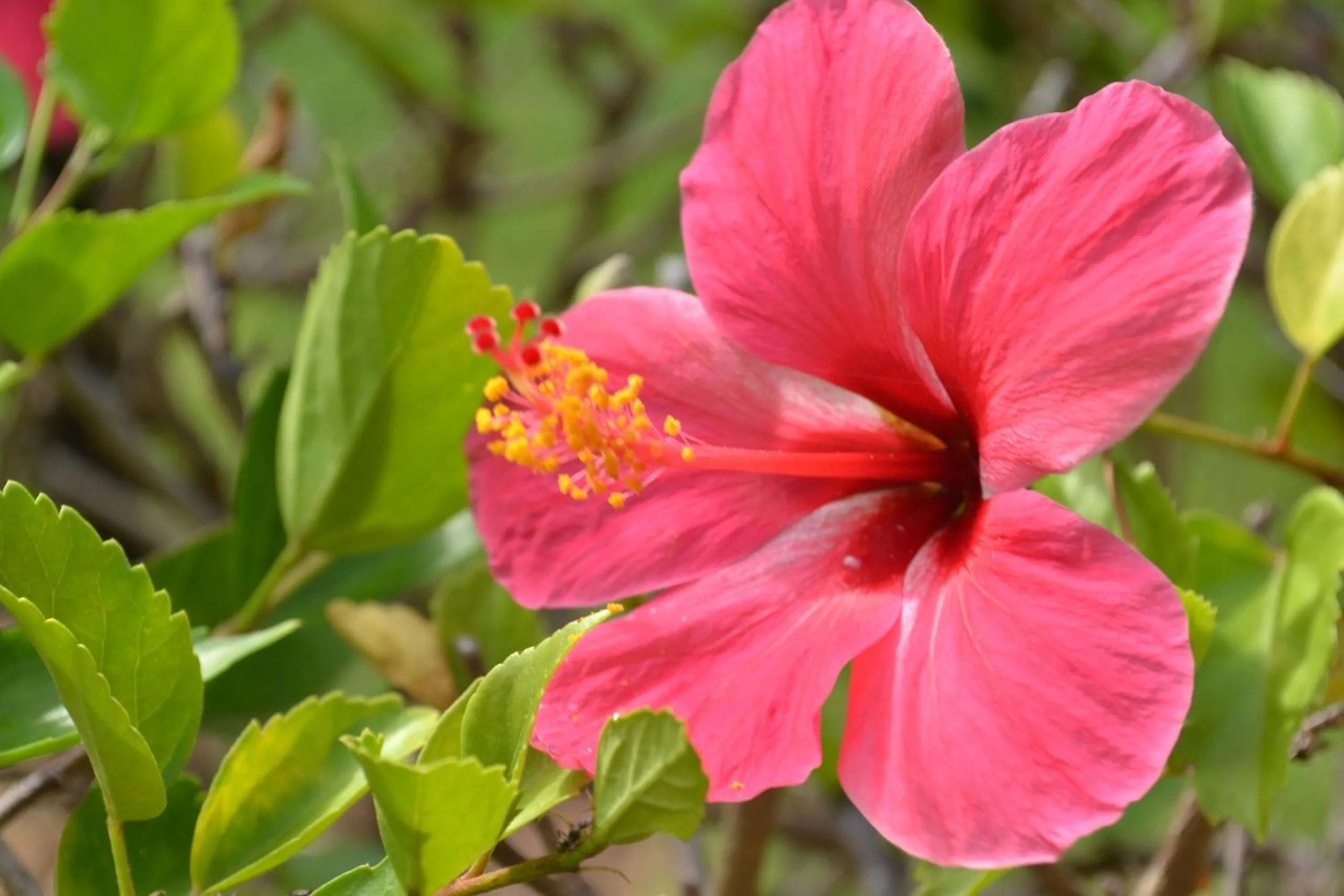 Garden in Pipa Beleza Suítes