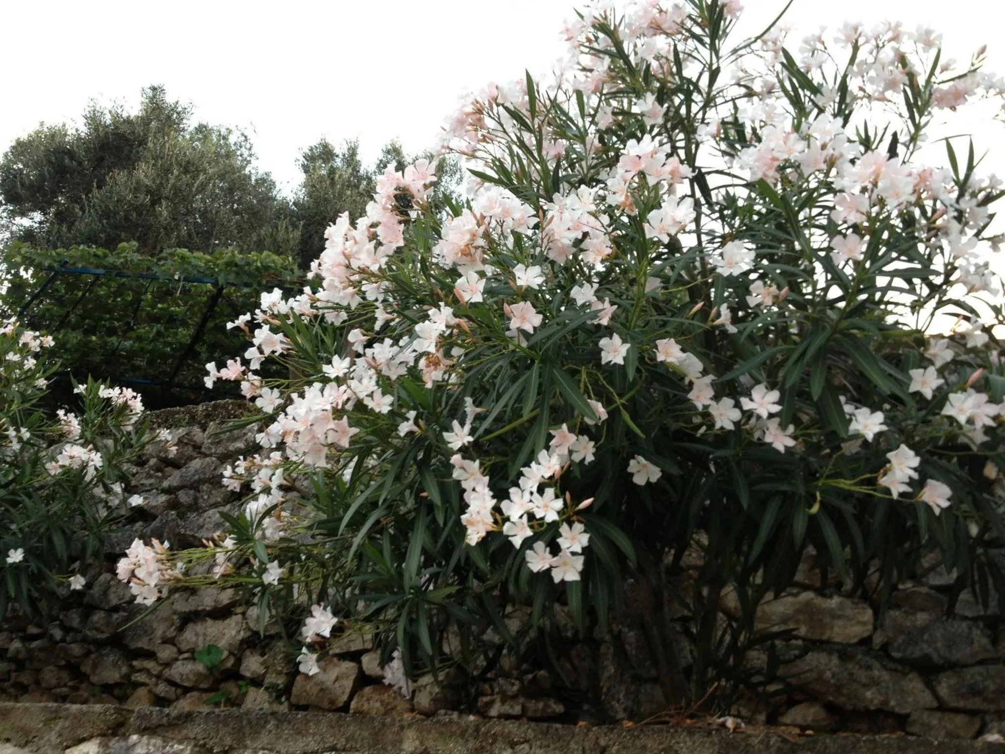 Garden in Fatiras Studios