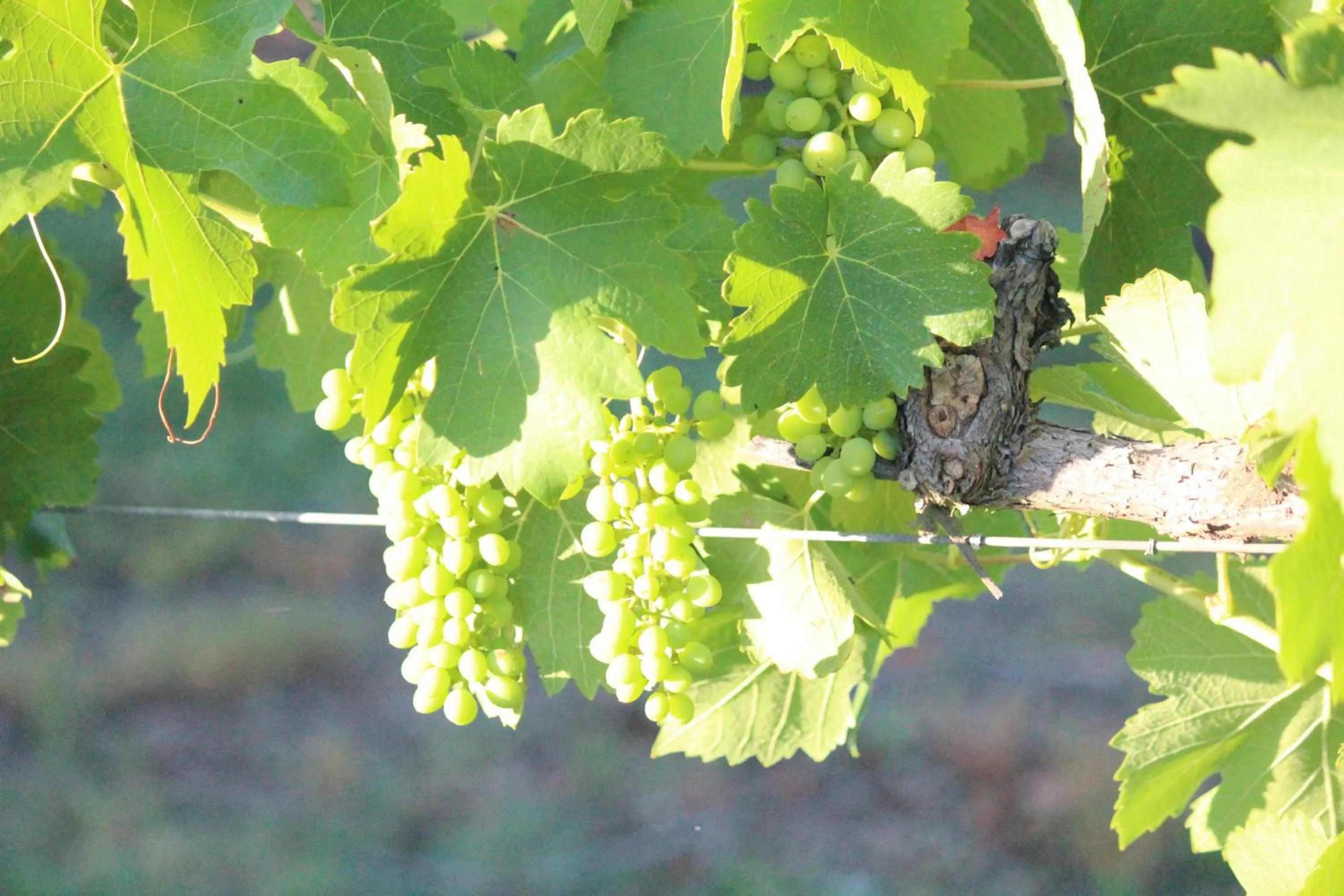 Billiard in The Carriages Boutique Hotel and Vineyard