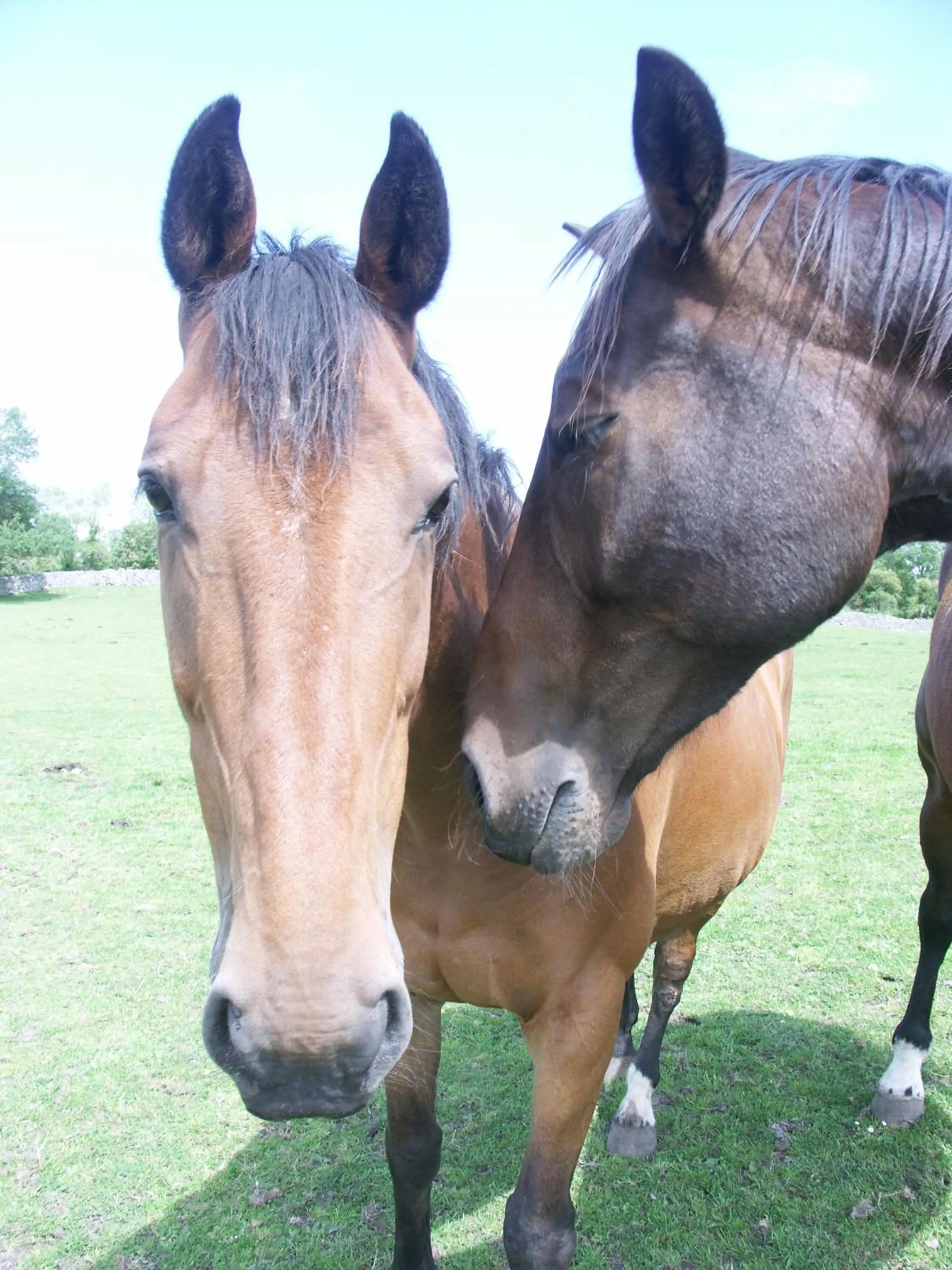 Horse-riding in Cahergal Farmhouse B&B