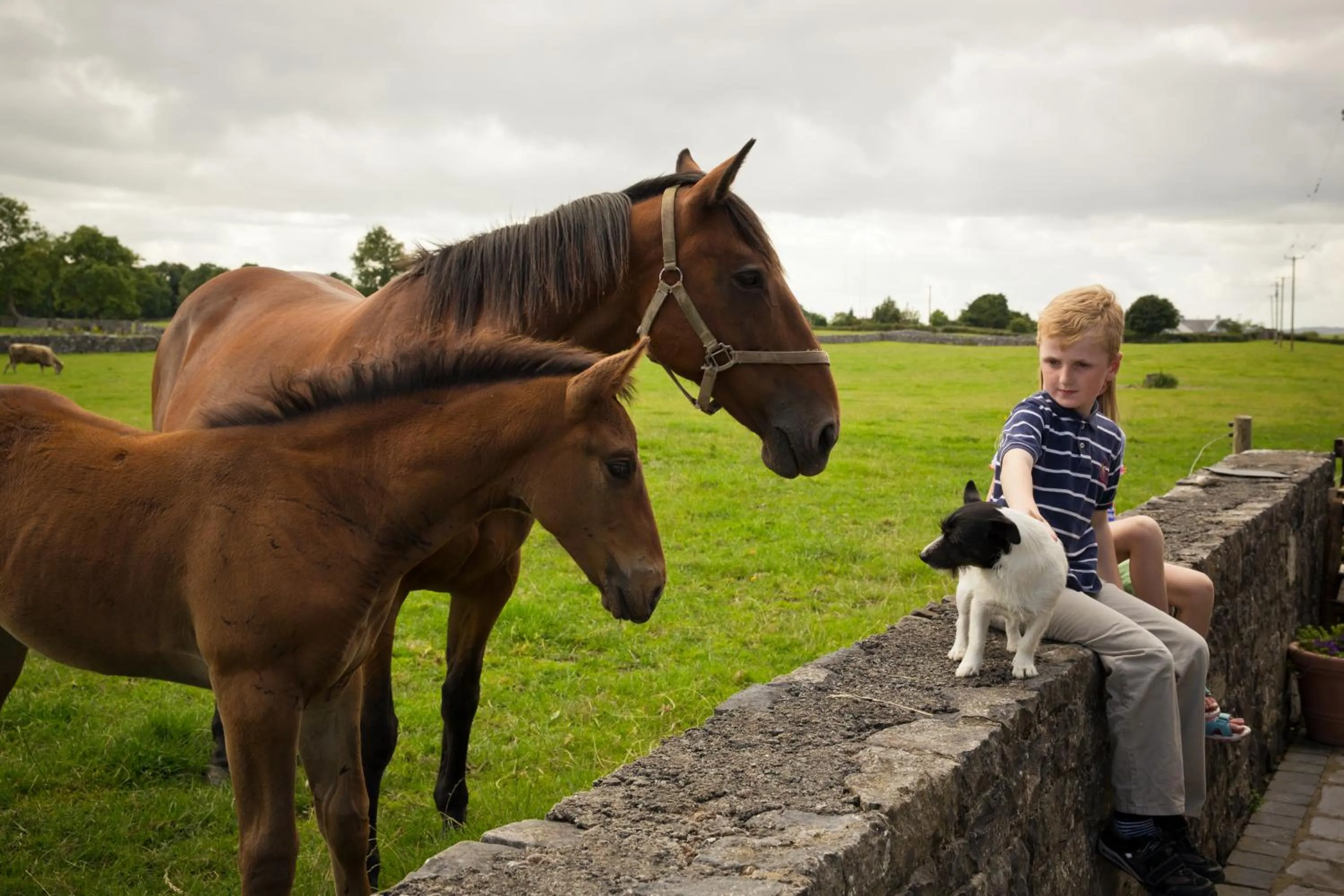 Pets in Cahergal Farmhouse B&B