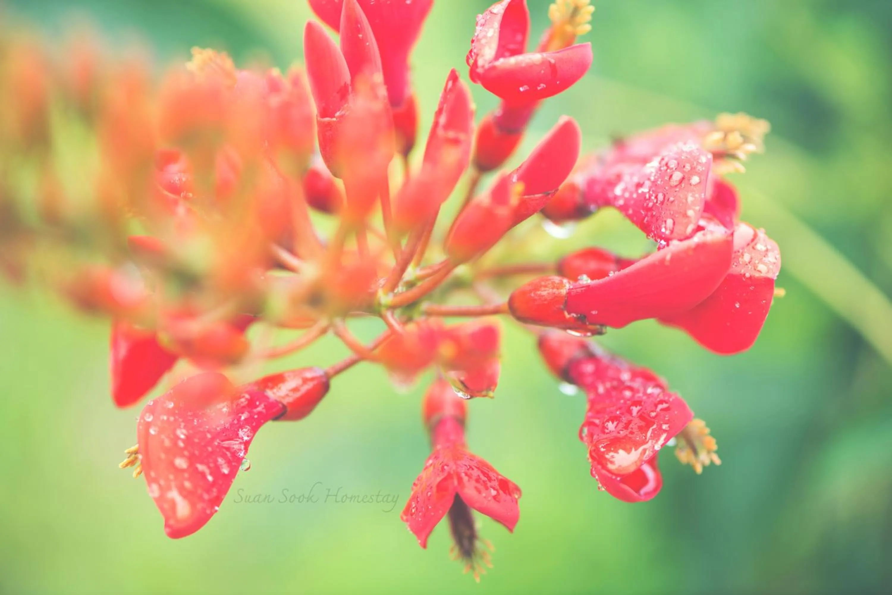 Garden in Suan Sook Homestay