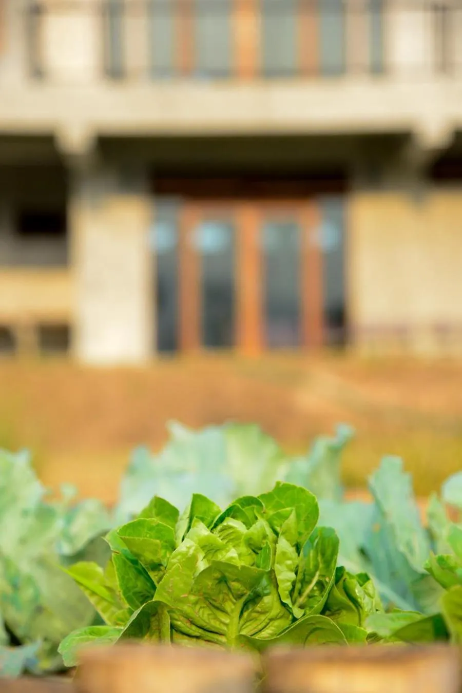 Garden in Suan Sook Homestay