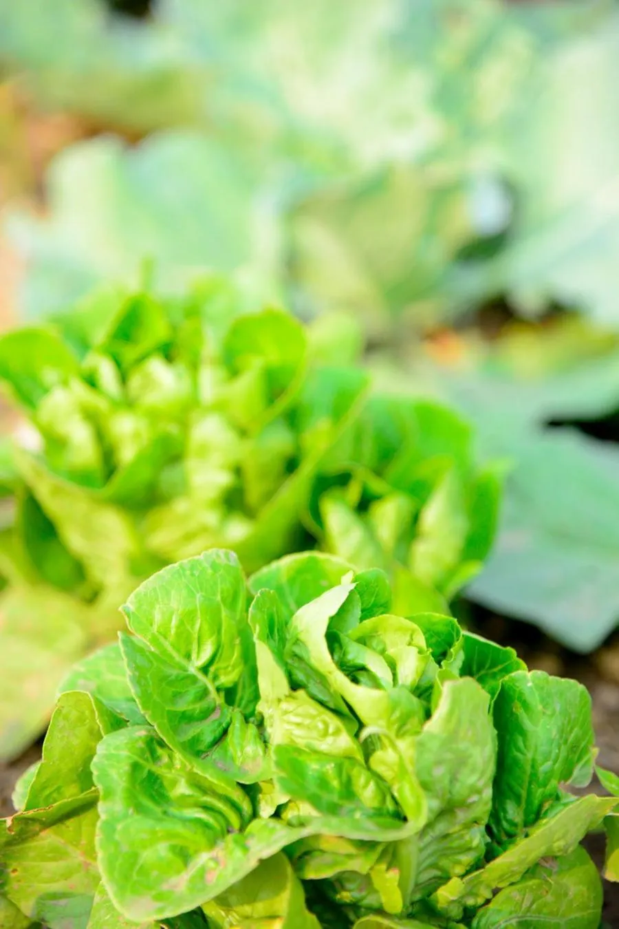 Garden in Suan Sook Homestay