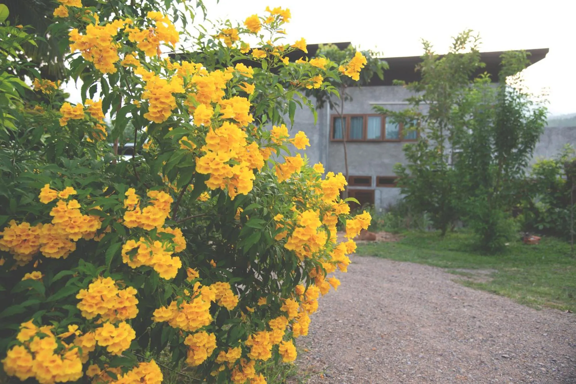 Property building in Suan Sook Homestay