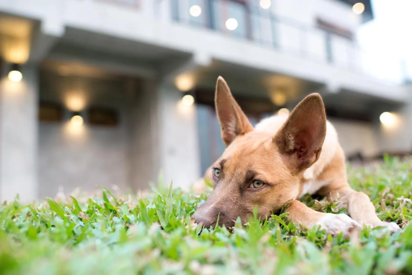 Decorative detail in Suan Sook Homestay