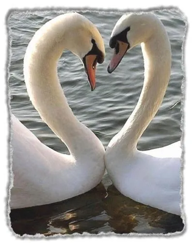 Other in Hotel Ristorante Cigno - Camere and Aparthotel