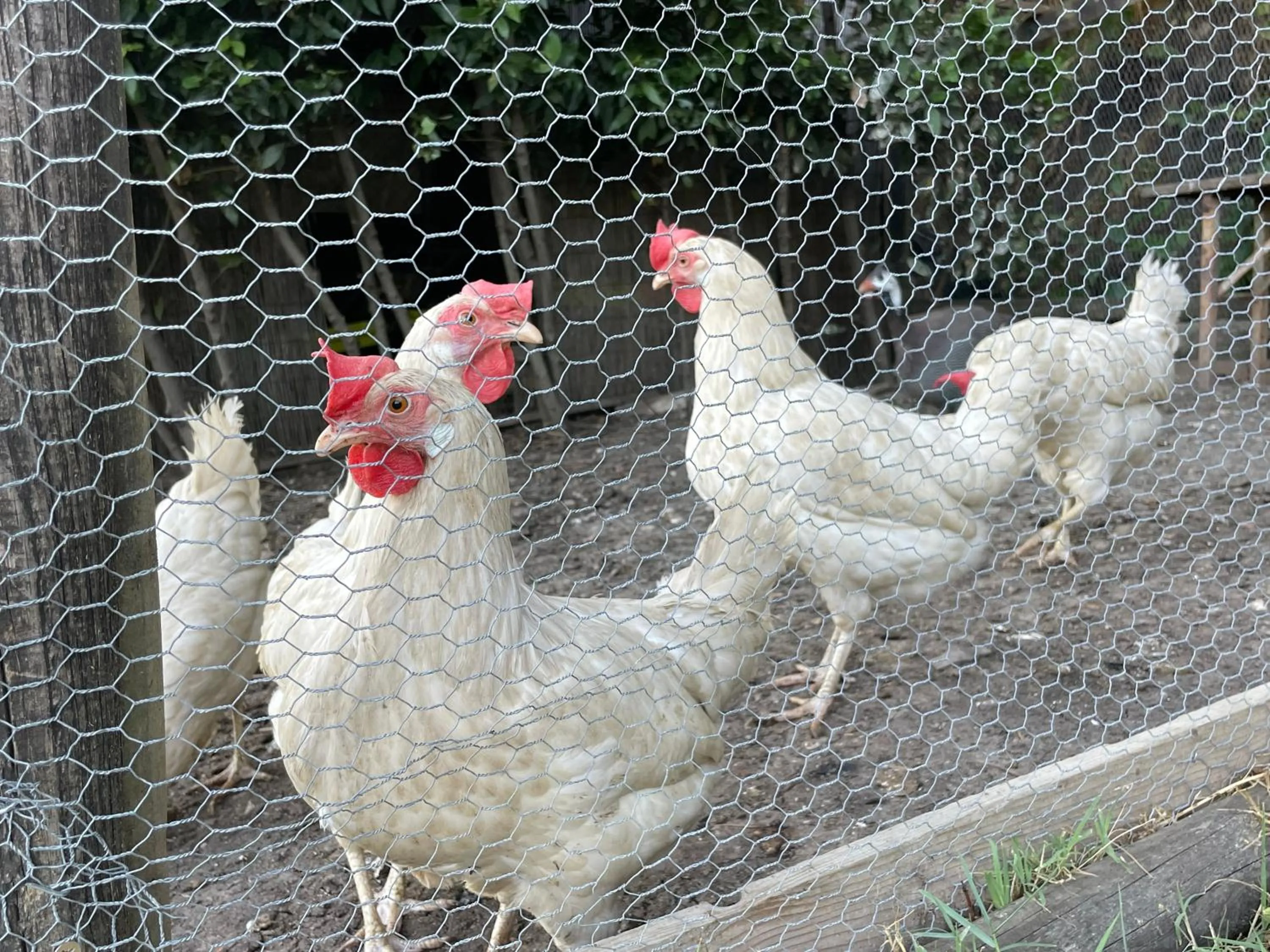 Animals in Il Lavandeto - farmhouse in the city