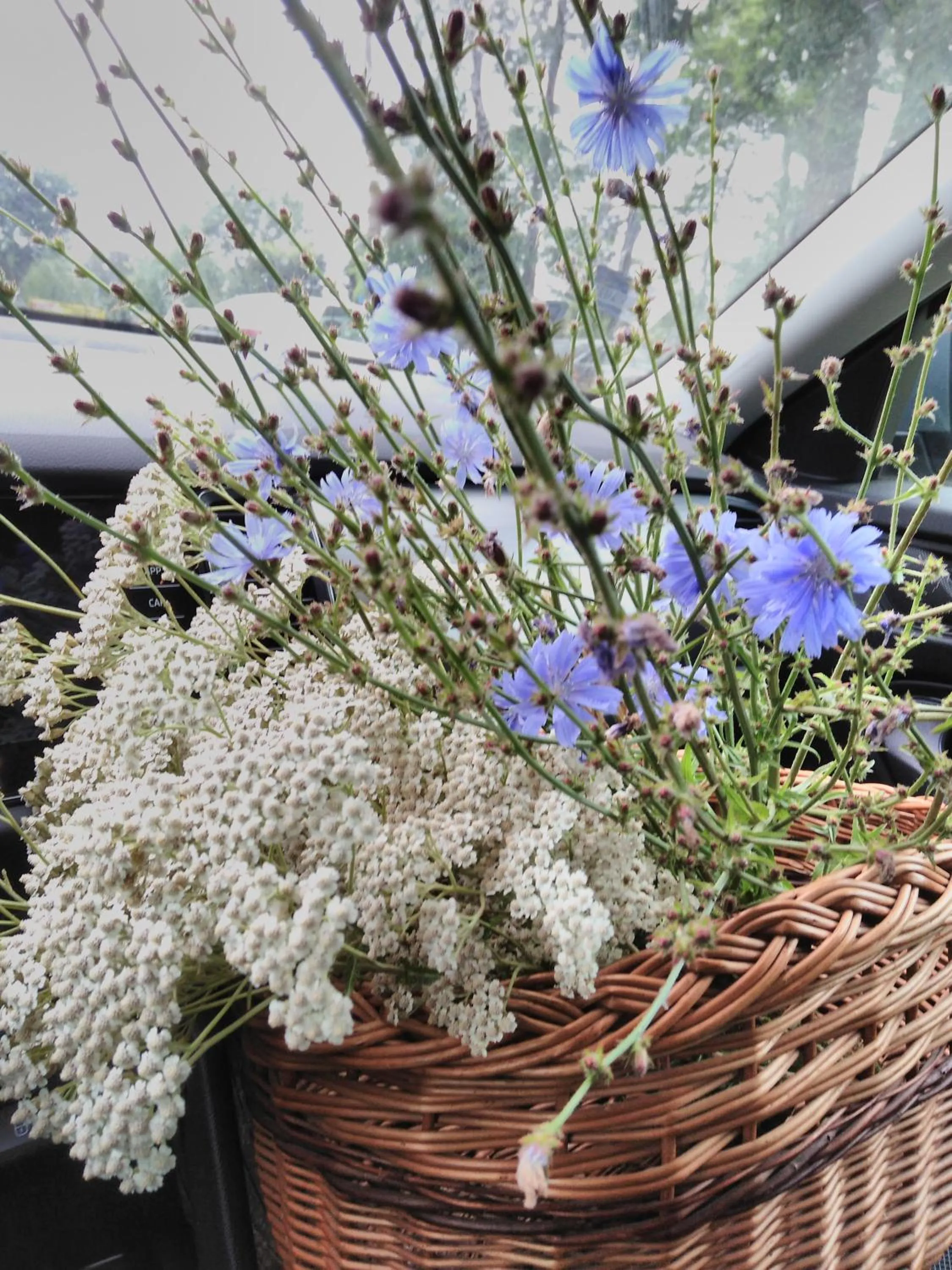 Summer in Pałac w Małkowie