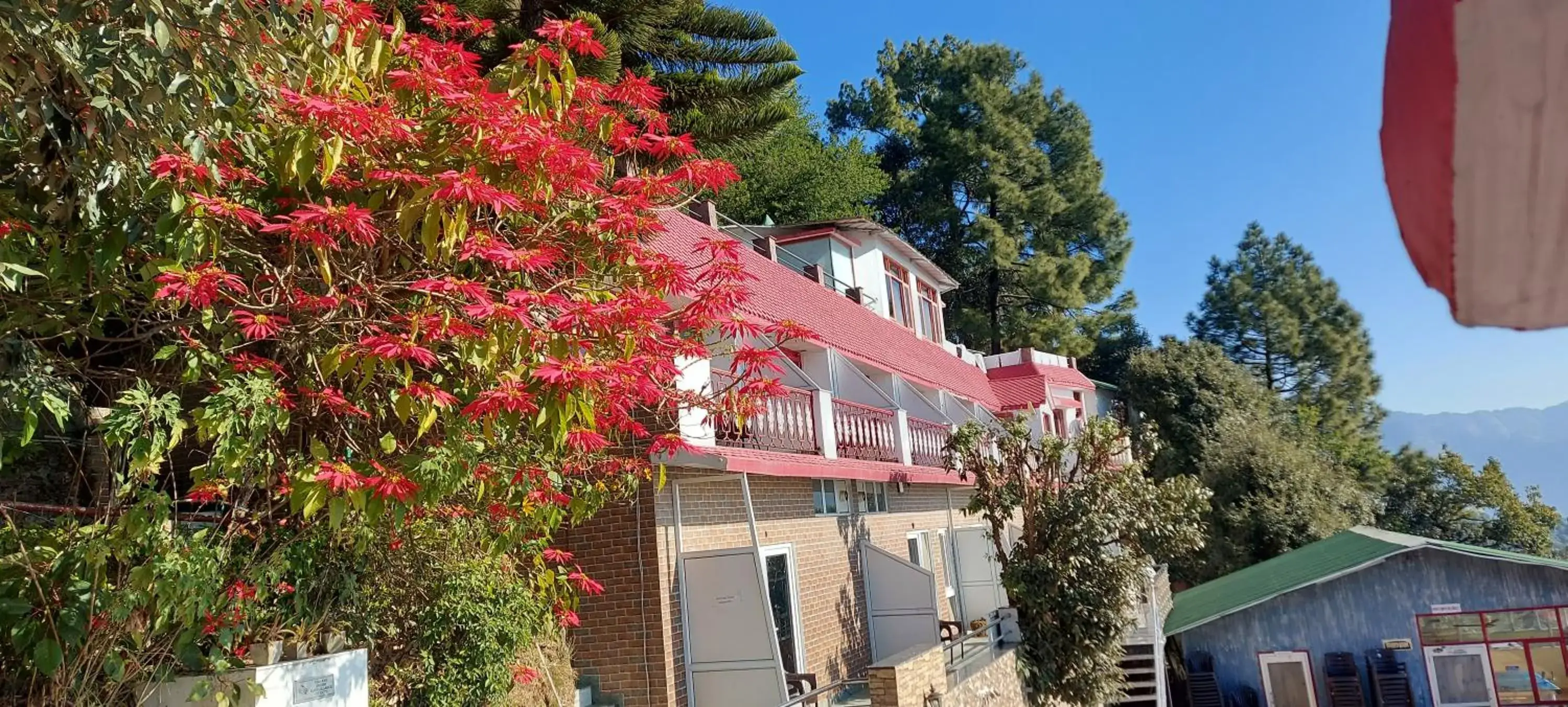 Blue Pine Resort Blue Pine Resort