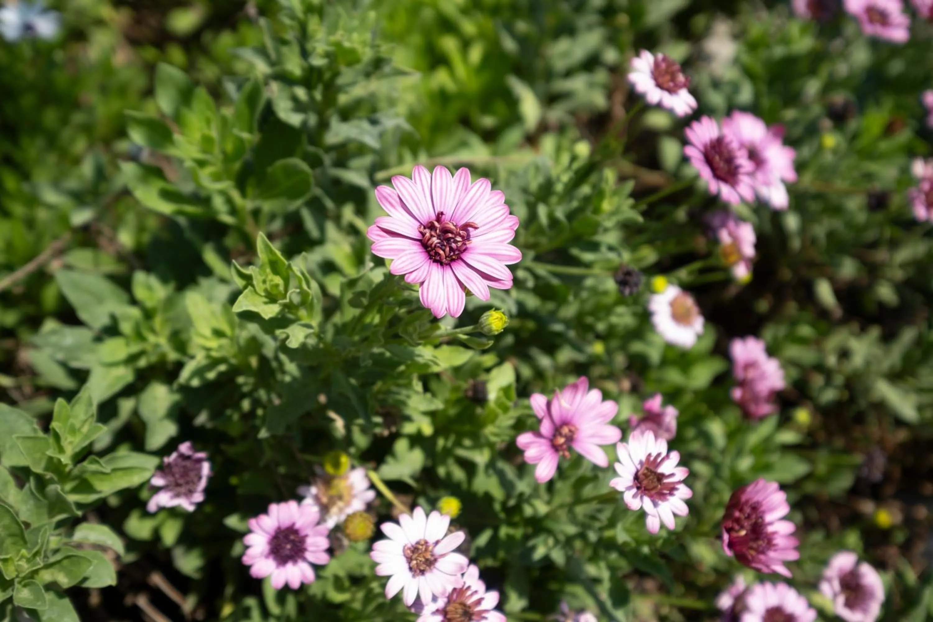 Garden in Residence O'Sole Mio Pompei