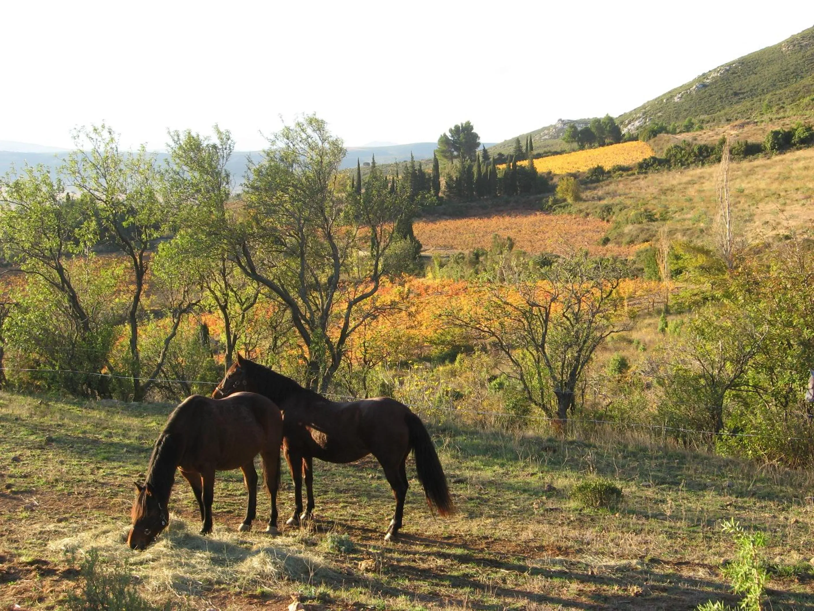 Day in Chambres d'hôtes Gîte Saint Roch