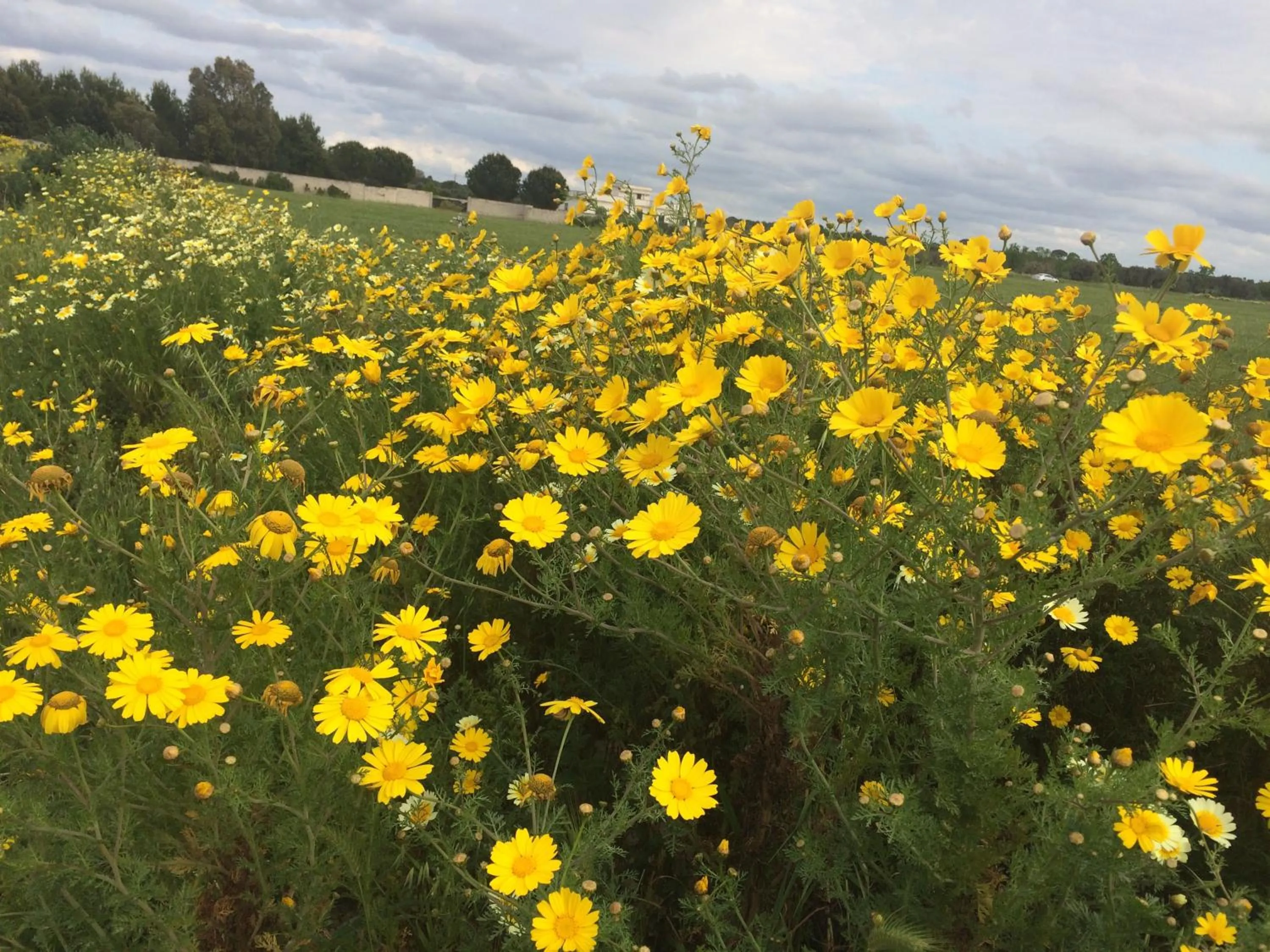 Summer in Tenuta Monaci La Murra