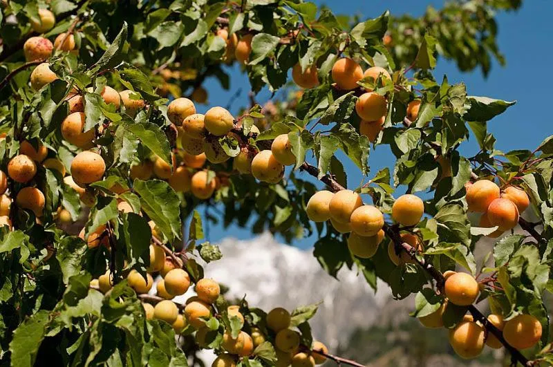 Day in Hotel Crampon