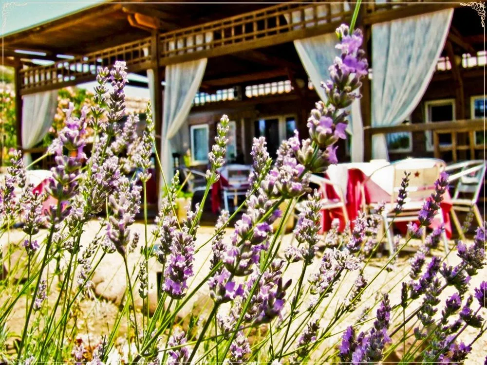 Restaurant/places to eat in Hotel Miramare