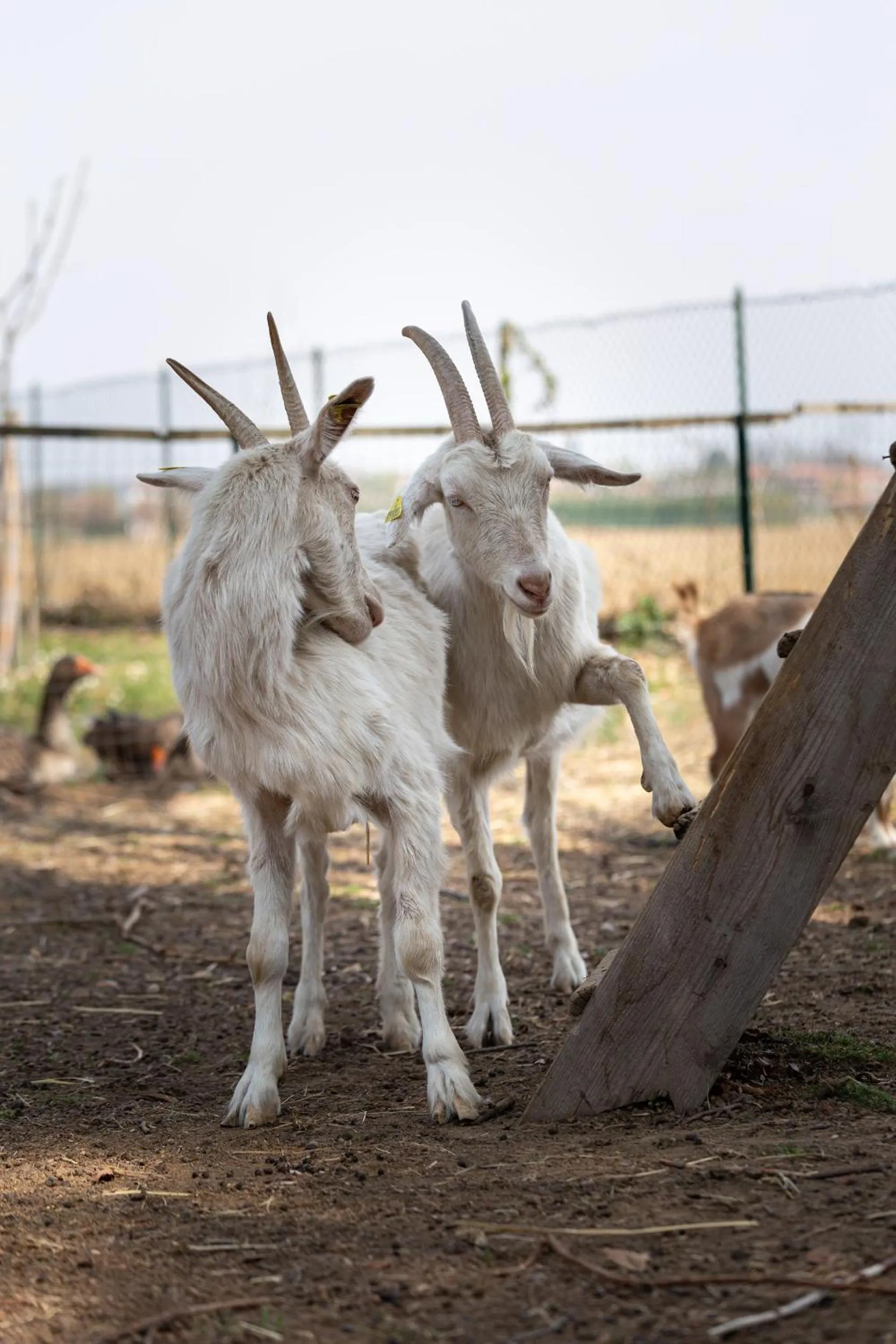 Cascina cattabreghetta