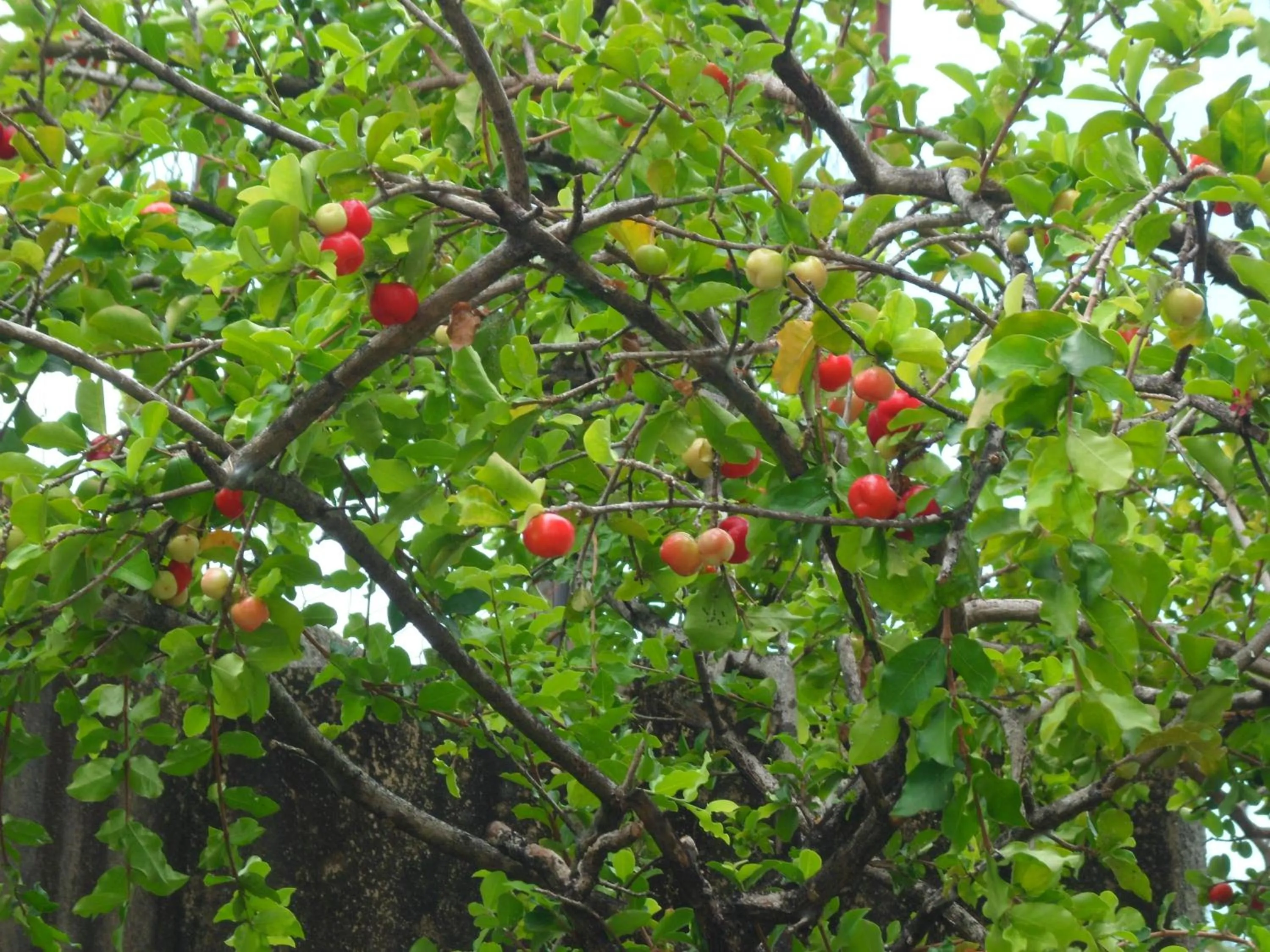 Natural landscape in Pousada Dos Cajueiros