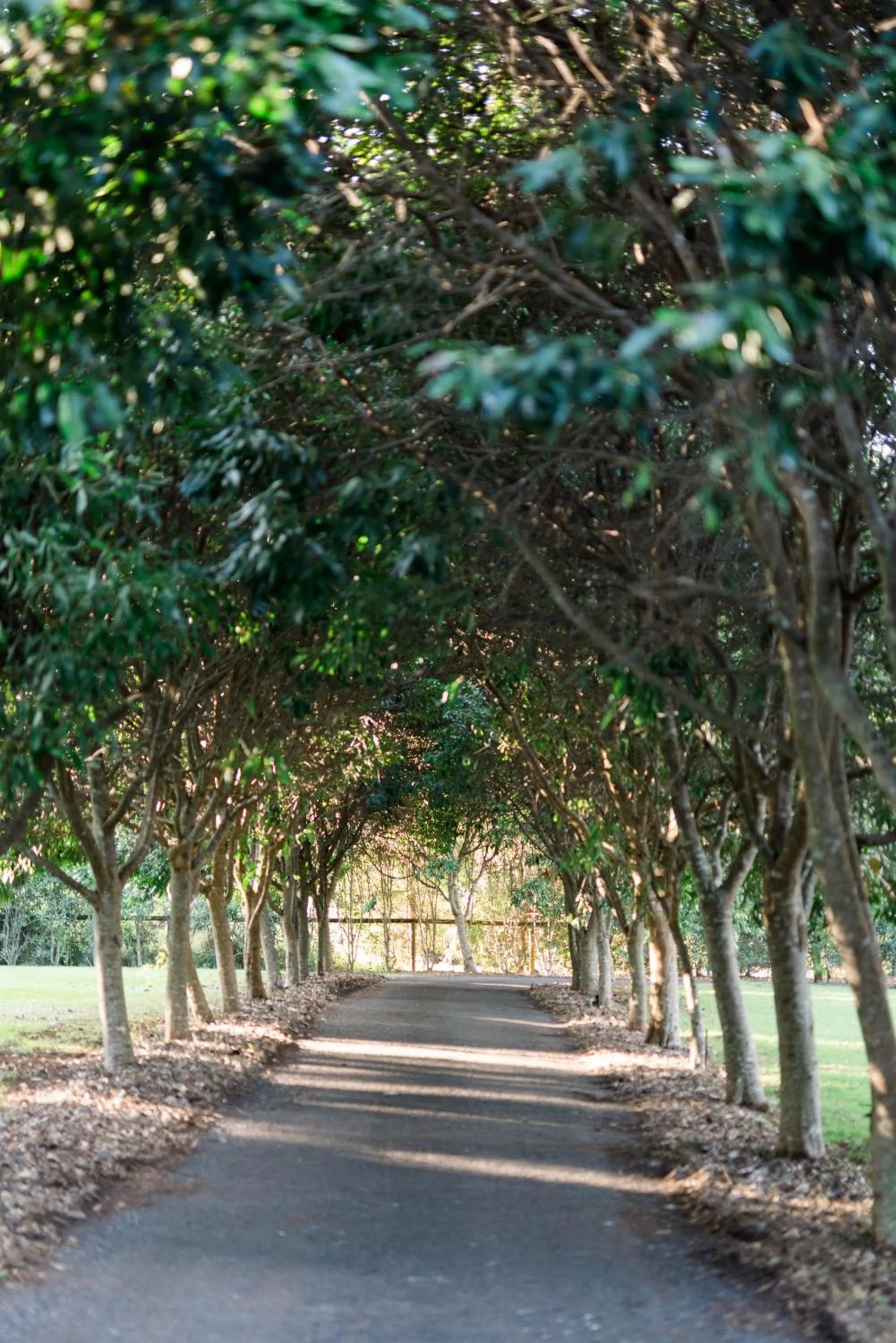 Natural landscape in Shambala Estate Cottages