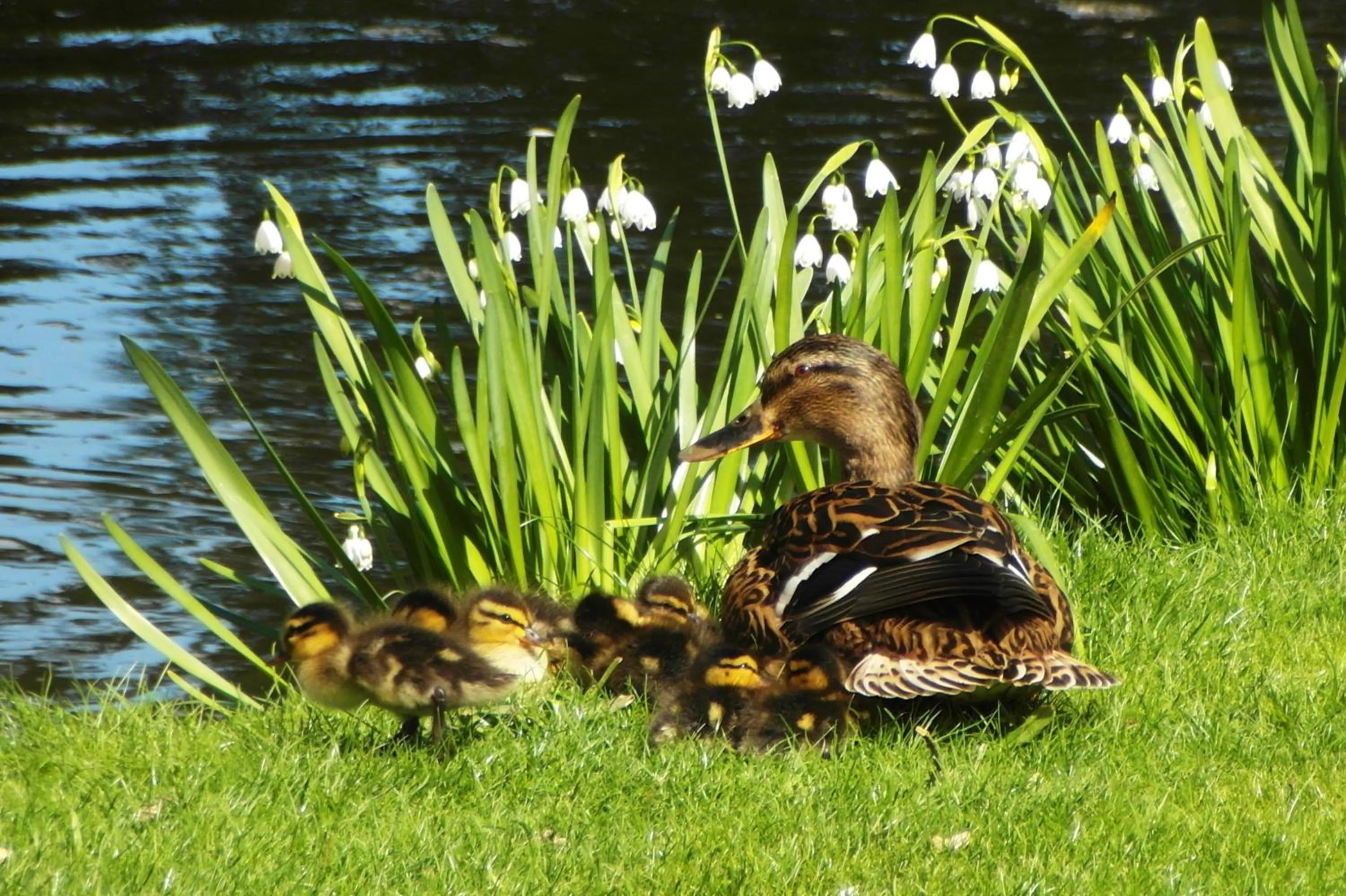 Spring in Lifehouse Spa And Hotel