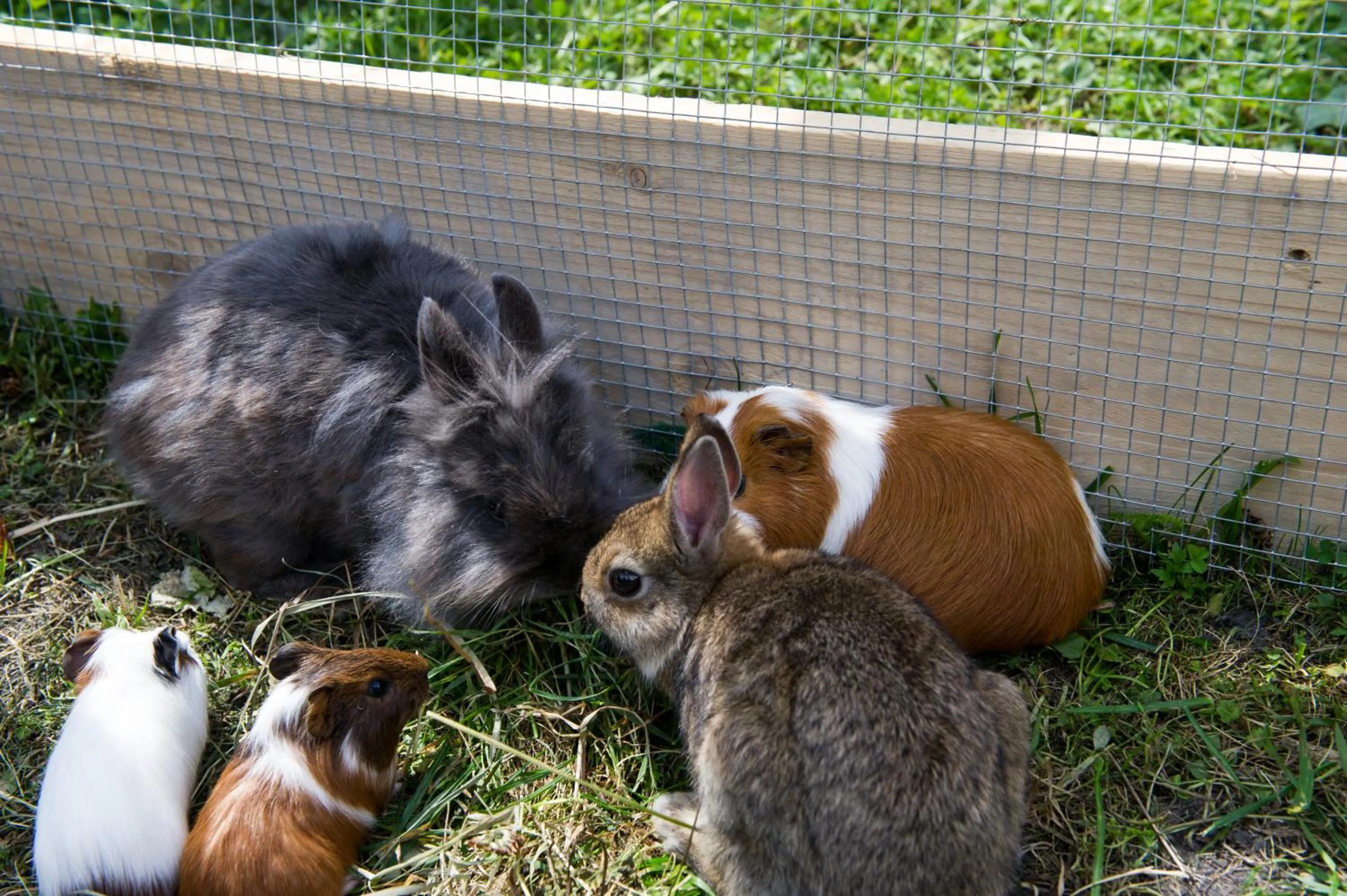Pets in Haarlehenhof
