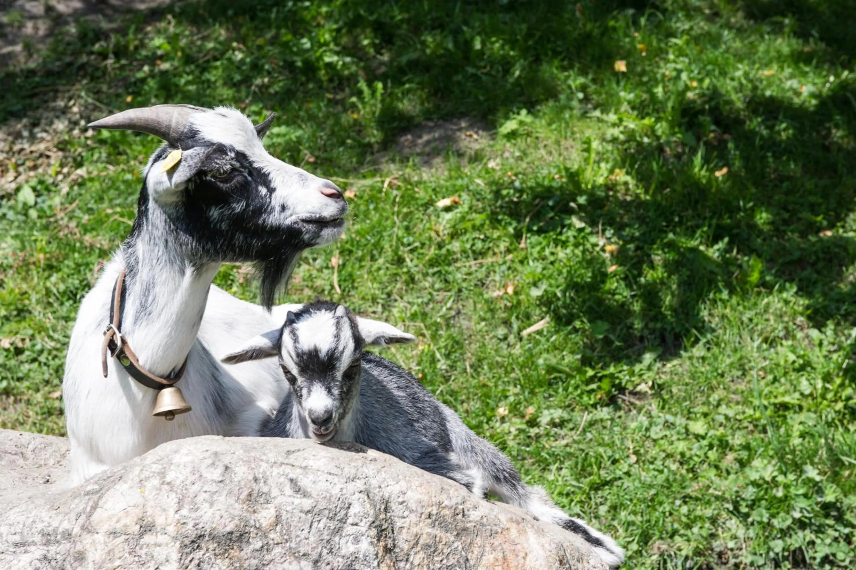 Pets in Haarlehenhof