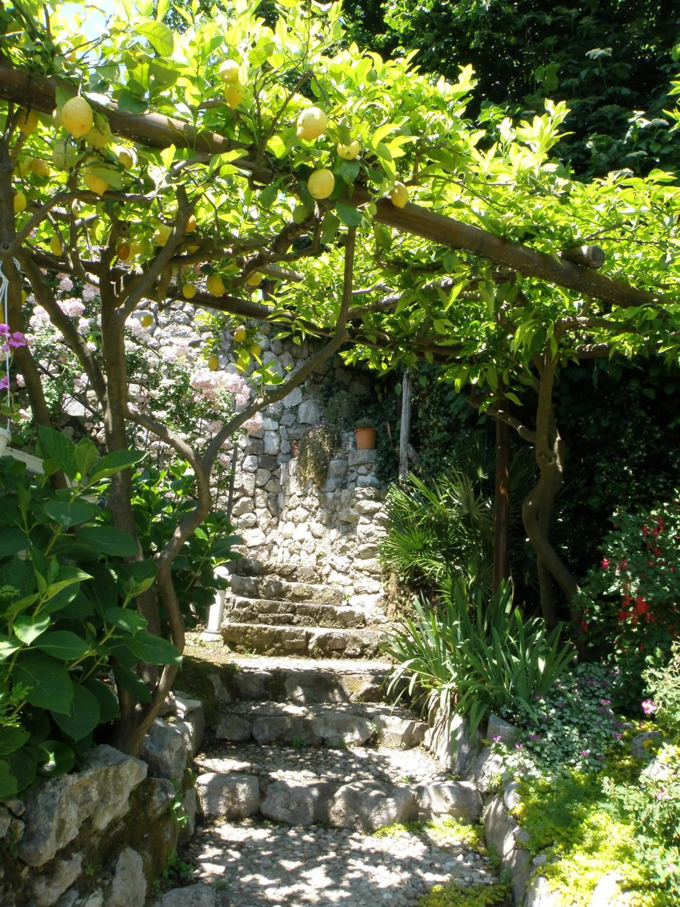 Garden in B&B Gattacicova