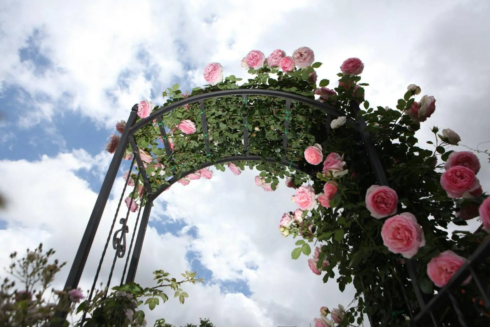 Garden in B&B Gattacicova