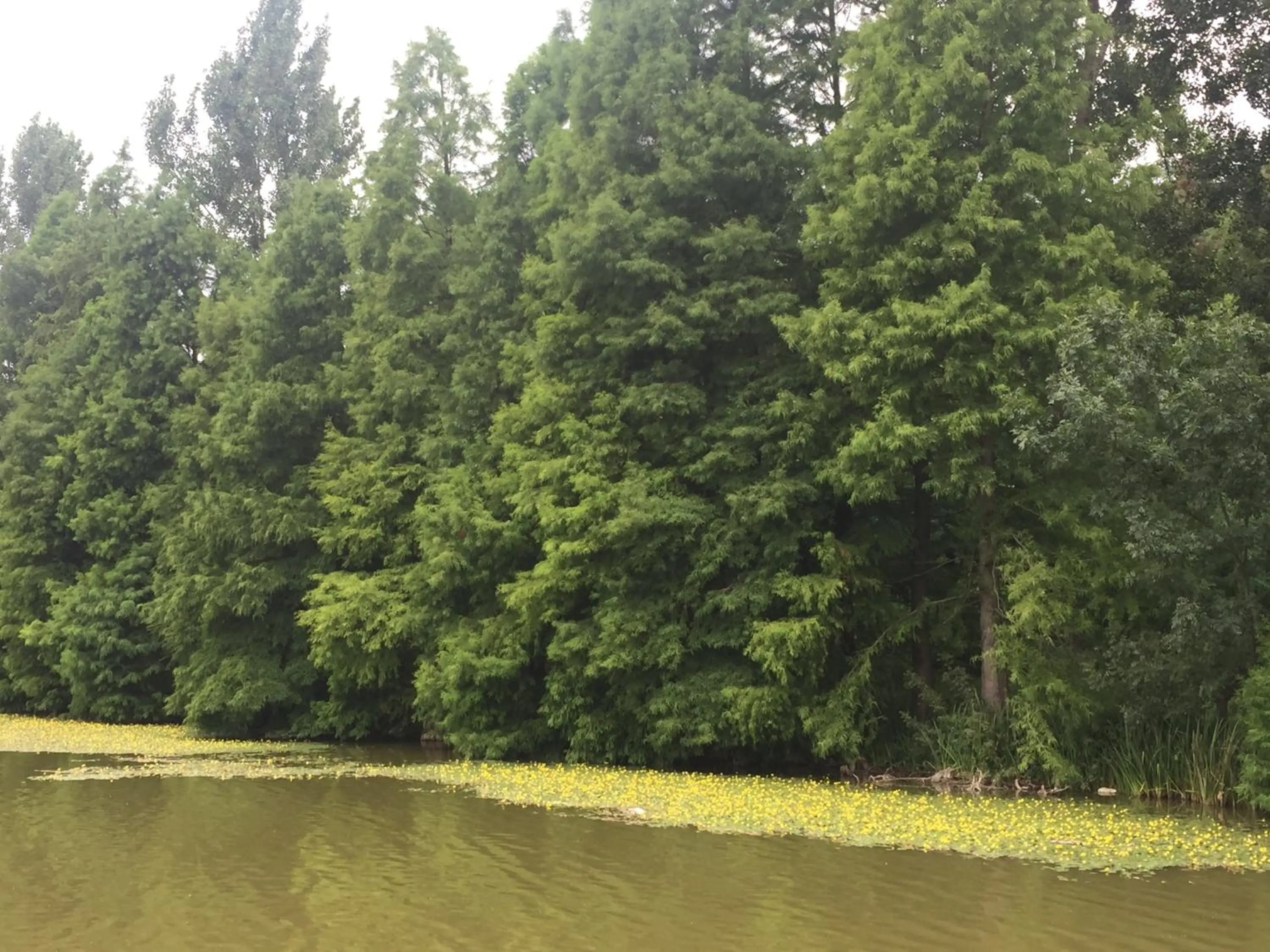 Natural landscape in Resort Plaza Lake