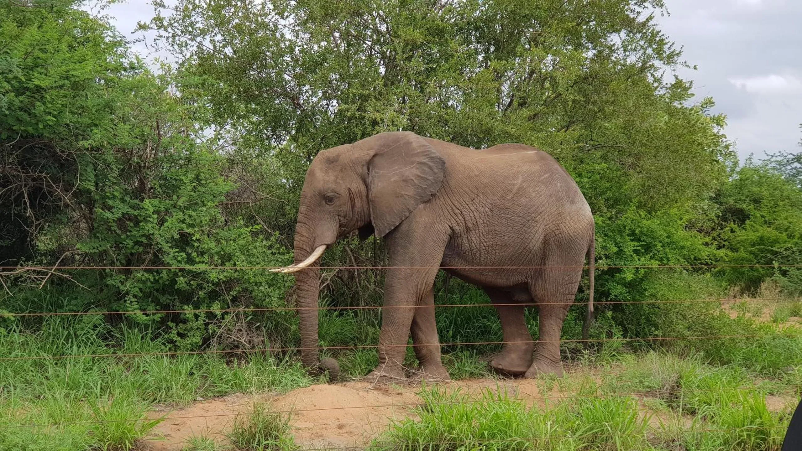 Animals in Cottage Lenise