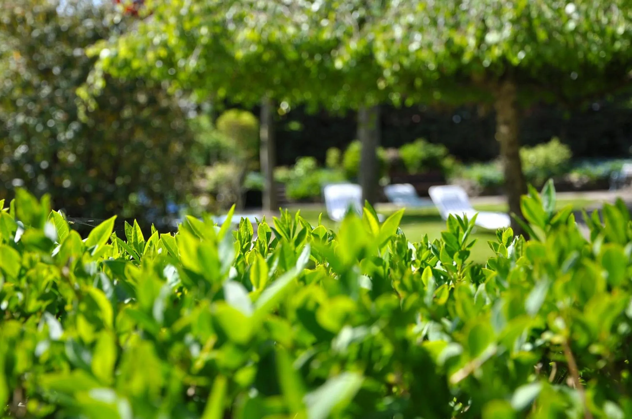 Garden in Inselhotel Arfsten