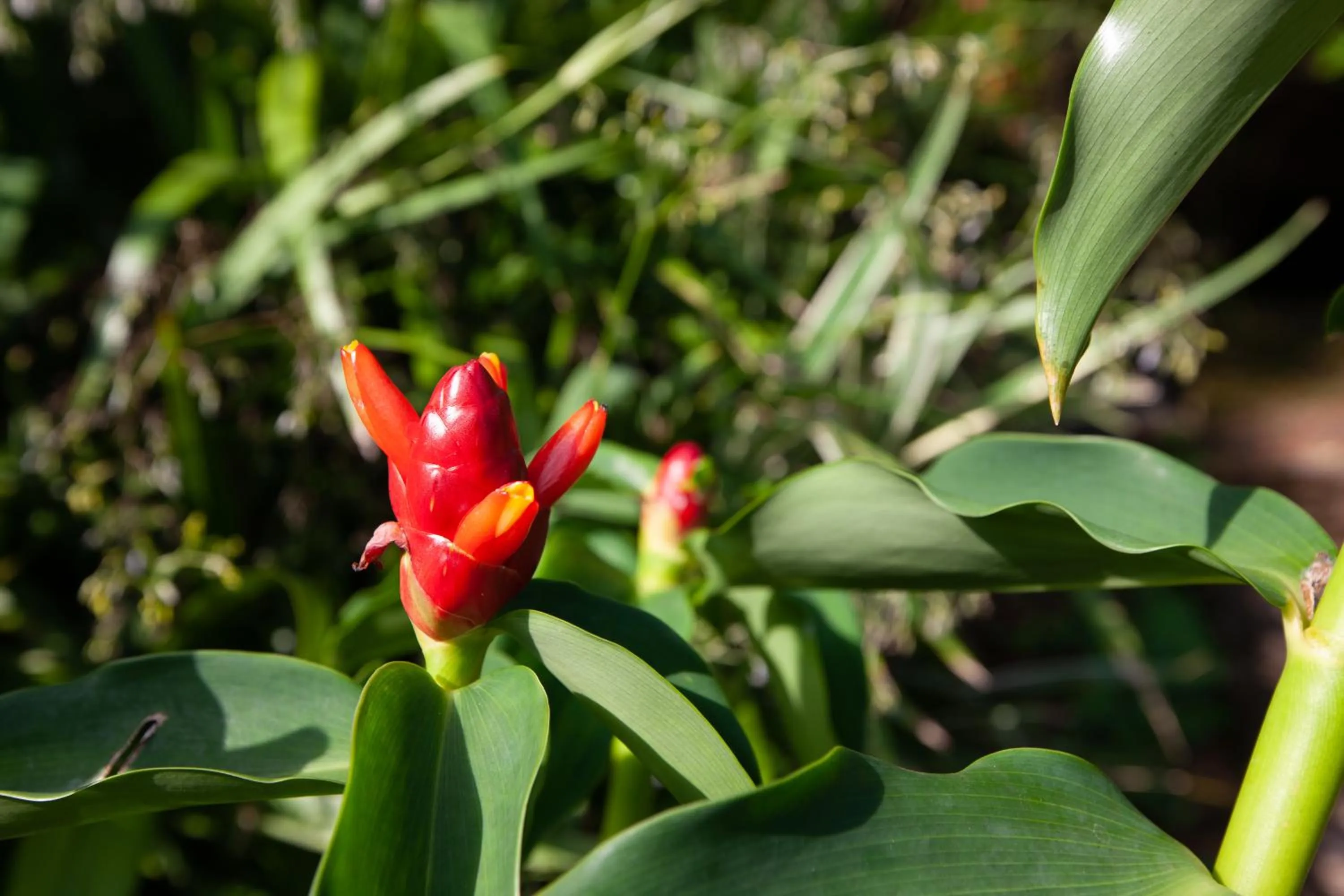 Day in Colibri Hotel